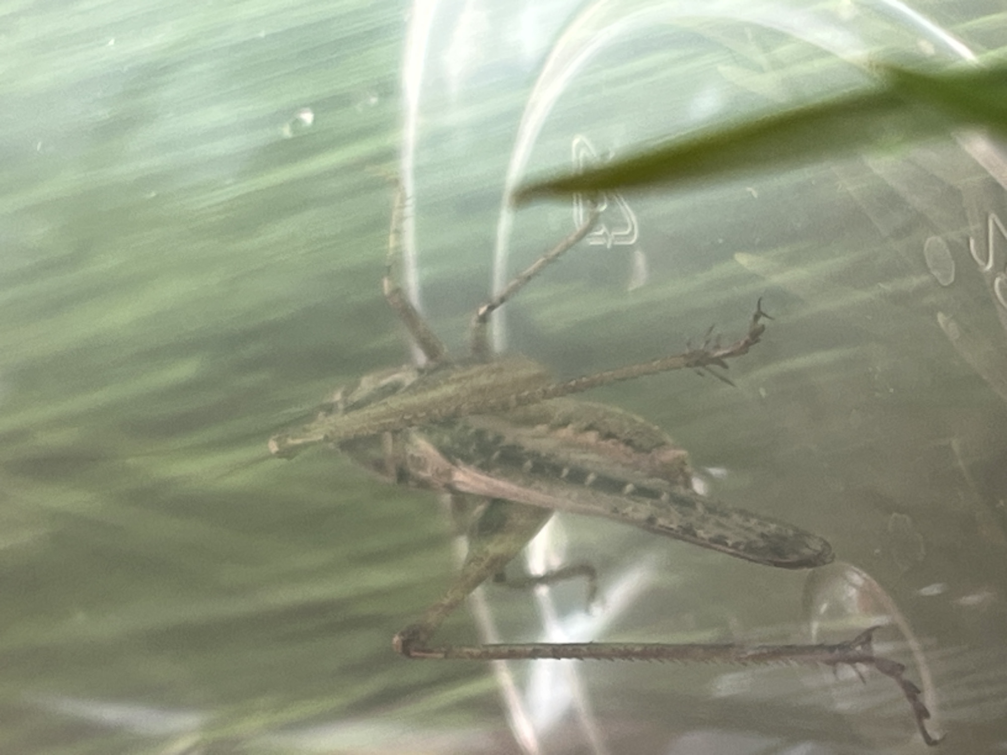 The image shows a close-up of a grasshopper inside a clear plastic container, likely a jar or cup, filled with green grass. The grasshopper is positioned in the center of the frame, facing away from the camera, with its body slightly angled. Its long, spiky hind legs are visible, with one leg extended upwards and the other bent. The grasshopper's body appears segmented and has a camouflaged coloration of green and brown. The background consists of blurred green blades of grass and the transparent walls of the container, creating a somewhat diffused and out-of-focus environment. There is no indication of people, actions, or interactions. The scene does not provide any information about its location in the city of Krasnyye Barrikady, Russia.