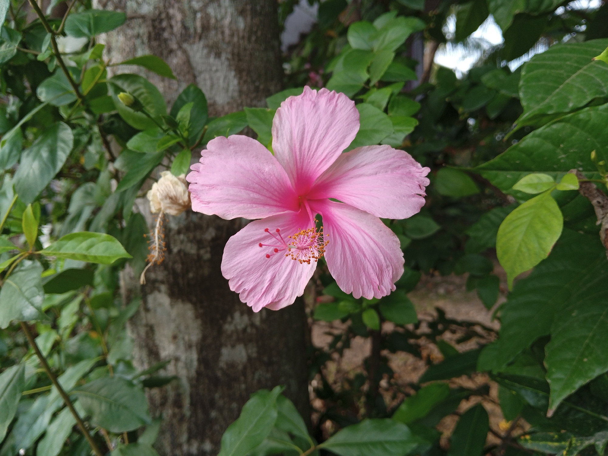A close-up, eye-level shot captures a single, light pink hibiscus flower in full bloom, centered against a blurred background of lush green foliage and a textured tree trunk. The hibiscus exhibits five ruffled petals, a prominent stamen with yellow pollen, and red pistils extending outwards. To the left of the flower, a dried, brown hibiscus bud hangs, adding a contrasting element to the vibrant bloom. The surrounding leaves are a deep, varied green, some appearing slightly out of focus. The background hints at a natural outdoor setting, possibly a garden in Cotpuuk, Indonesia, with diffused light suggesting a daytime capture.