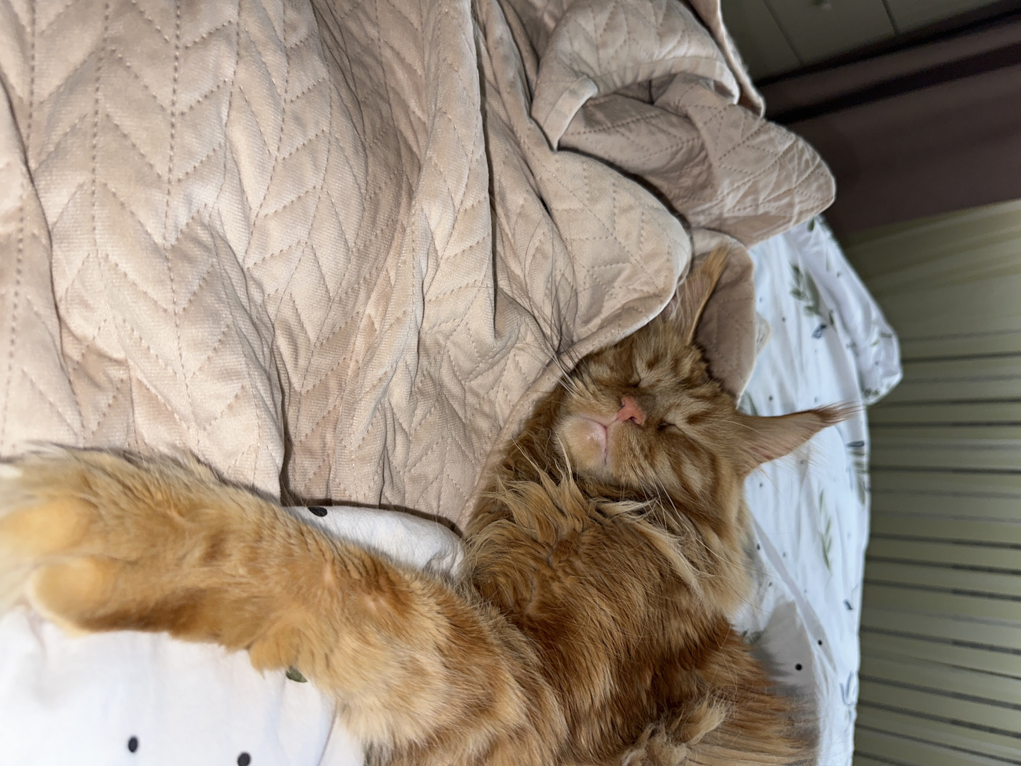 A ginger cat is sleeping on a bed. The cat is covered with a quilted blanket and is on top of another bedsheet with a leaf pattern. The location is unknown, and there is no information to suggest it is in Chaikovsky, Russia.