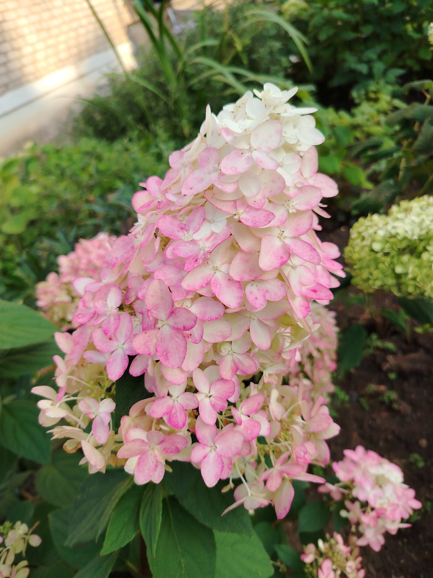 A close-up, eye-level, outdoor photograph features a panicle hydrangea flower. The flower is predominantly pink with white tips. The foreground is dominated by the large pink and white bloom. Behind it, other hydrangeas and green foliage are visible, out of focus. The background shows more greenery and a blurred brick structure on the left. The scene appears to be a garden setting in Chaikovsky, Russia. There are no people or animals in the image.