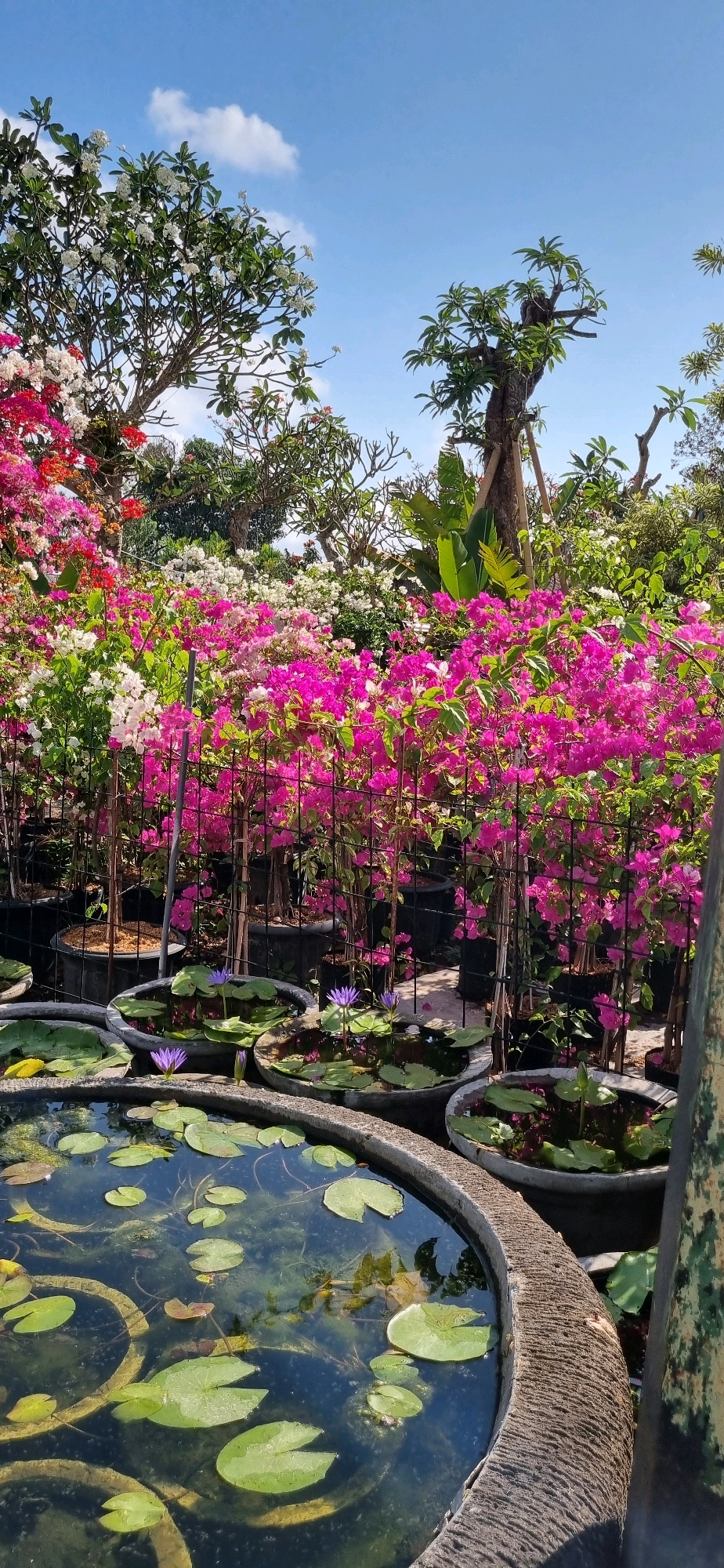 A vibrant outdoor scene in Denpasar, Indonesia, features a collection of potted bougainvillea plants in various bright colors, including pink, white, and red, arranged in rows. In the foreground, several round, stone-like water features are filled with water and lily pads. Some of the water features contain small purple lotus flowers. The background shows more foliage and a clear blue sky with scattered white clouds. The image appears to be taken in a nursery or garden center, showcasing a variety of flowering plants and aquatic plants.