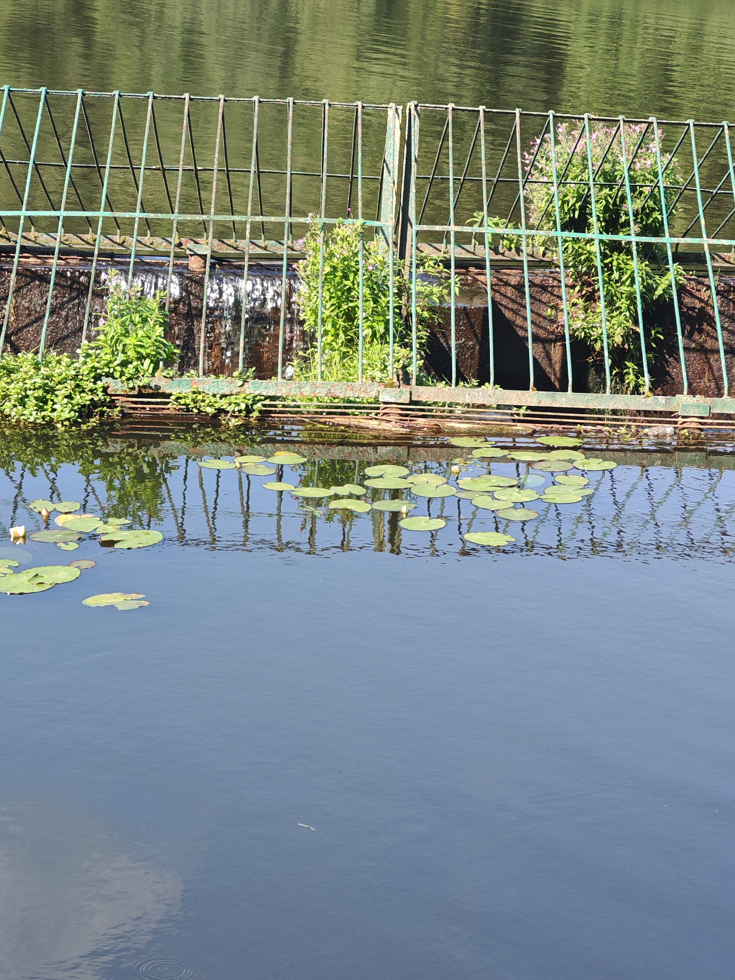 The image captures a serene scene of a body of water, likely a pond or lake, with lily pads floating on its surface. In the background, a metal grate, painted green, stretches horizontally across the frame. Behind the grate, lush green foliage and some small pink flowers are visible. The water reflects the green of the foliage and the structure of the grate, creating a beautiful, slightly distorted mirror image. The overall impression is one of natural beauty, tranquility, and a touch of man-made structure integrated into the environment. The specific location in the city of Rosinka, Russia, is not discernible from the visual information provided in the image itself.