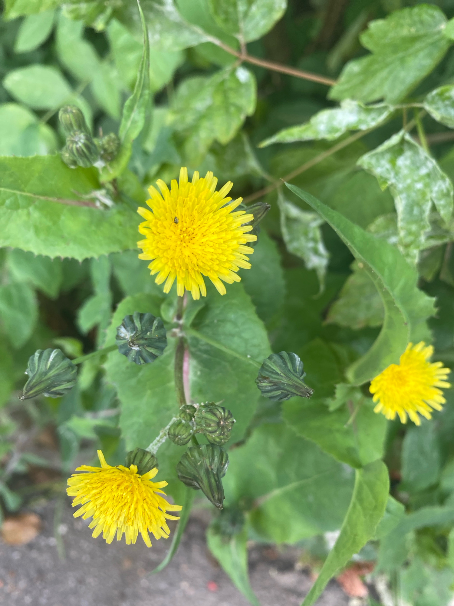 A close-up, top-down shot of a few yellow dandelion flowers and their unopened buds, surrounded by green foliage. One flower in the upper center has a small black insect on it. The flowers and buds are on thin green stems. The leaves are a vibrant green, with some white powdery spots on them. The background consists of more blurred green leaves and a hint of grey asphalt in the lower left corner. The scene appears to be an outdoor, natural environment.