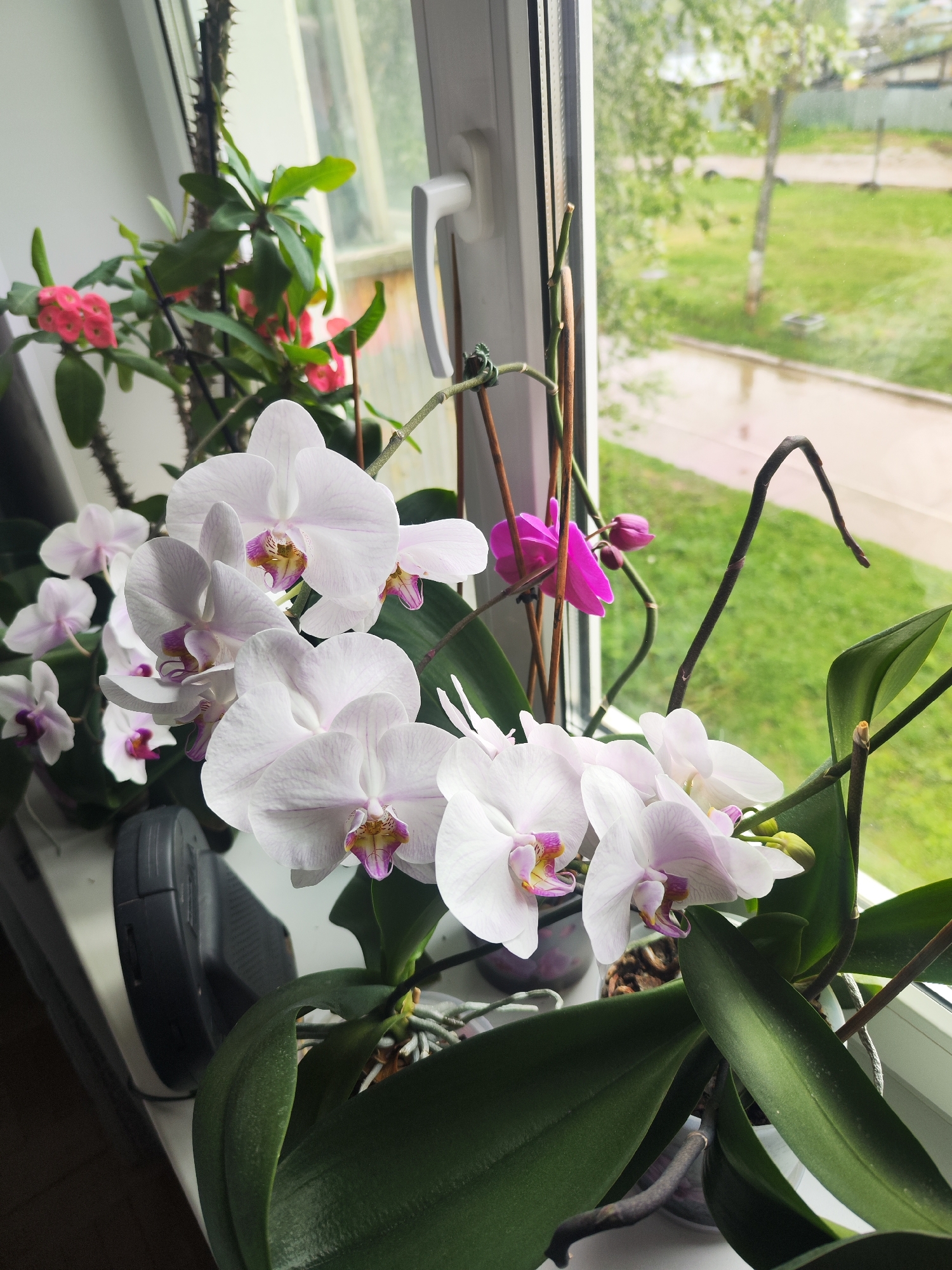 The image shows an indoor windowsill scene. Several potted plants, including orchids with white and purple flowers, and a crown of thorns plant with red flowers, are positioned on the windowsill. Outside the window, a view of Chaikovsky, Russia is visible. A street, sidewalk, green lawn, and several buildings can be seen through the rain-streaked glass. The weather appears overcast, likely indicating a recent or ongoing rain shower.