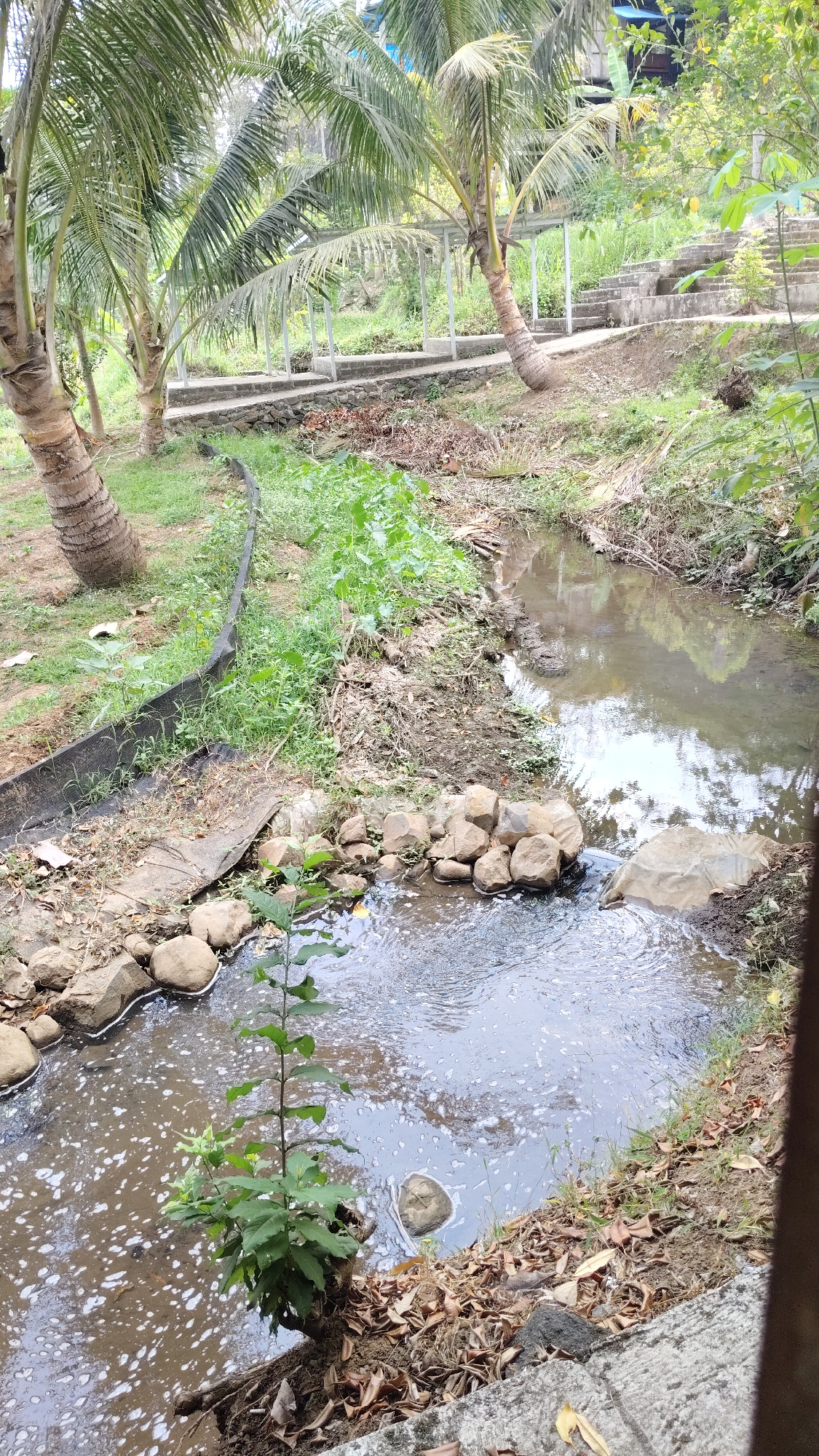 The image depicts a narrow, murky stream flowing through a vegetated area. Coconut trees are visible on the left side of the frame, with their trunks showing rough bark and their fronds creating a canopy. A raised walkway with white supports runs parallel to the stream in the background, suggesting a park or recreational area. The stream itself has rocky banks in some sections, with a small plant growing out of the edge in the foreground. The water appears disturbed, with a frothy or foamy surface in places. The surrounding environment is overgrown with green foliage and dry leaves. The scene appears to be located in Kresek, Indonesia, as suggested by the context. There are no people or animals visible in the image. The overall impression is of a natural or semi-natural setting with signs of human infrastructure.