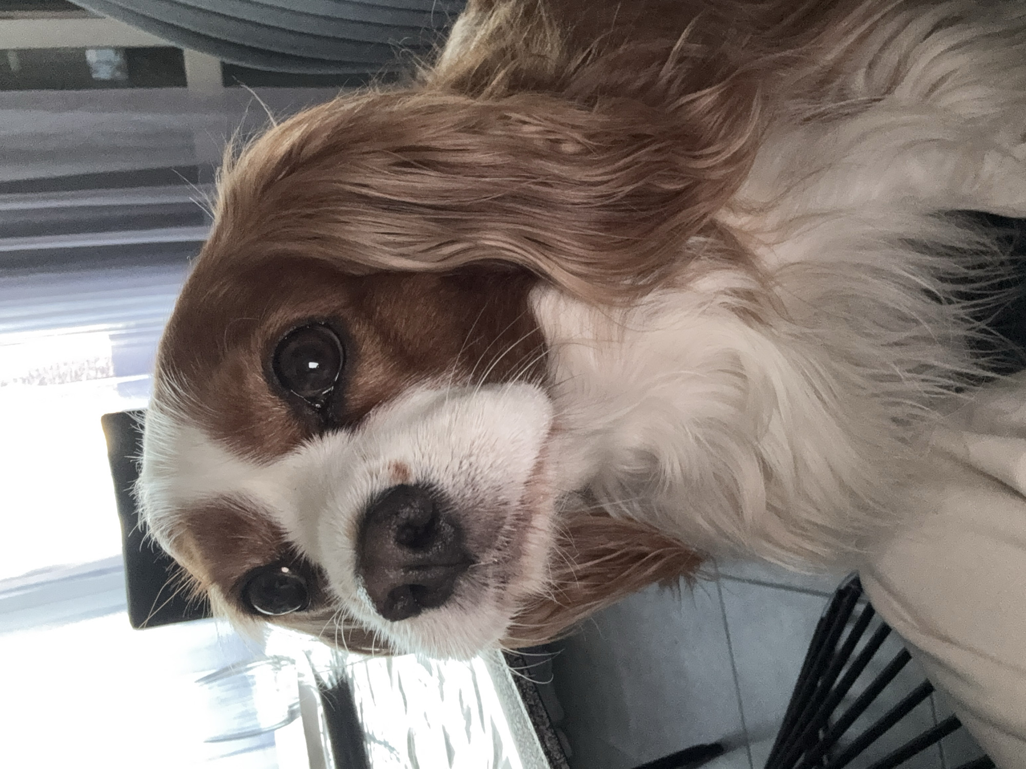 A Cavalier King Charles Spaniel dog is positioned in a close-up, medium-angle shot, facing slightly to the left, its head filling the majority of the frame. The dog has brown and white fur, with distinct brown patches over its eyes and ears, and a white blaze running down its forehead and nose. Its large, dark eyes are looking forward. The dog's fur is long and wavy, particularly around its ears and chest.
The background is out of focus but suggests an indoor setting. To the left, there appears to be a table with reflections, possibly from light sources or windows. Behind the dog, a dark chair and vertical blinds are visible. The overall lighting is bright, suggesting it might be daytime. The image is taken at an eye-level perspective with the dog.
No specific location in the city of Sofia, Bulgaria is identifiable from the visual information provided in the image.
