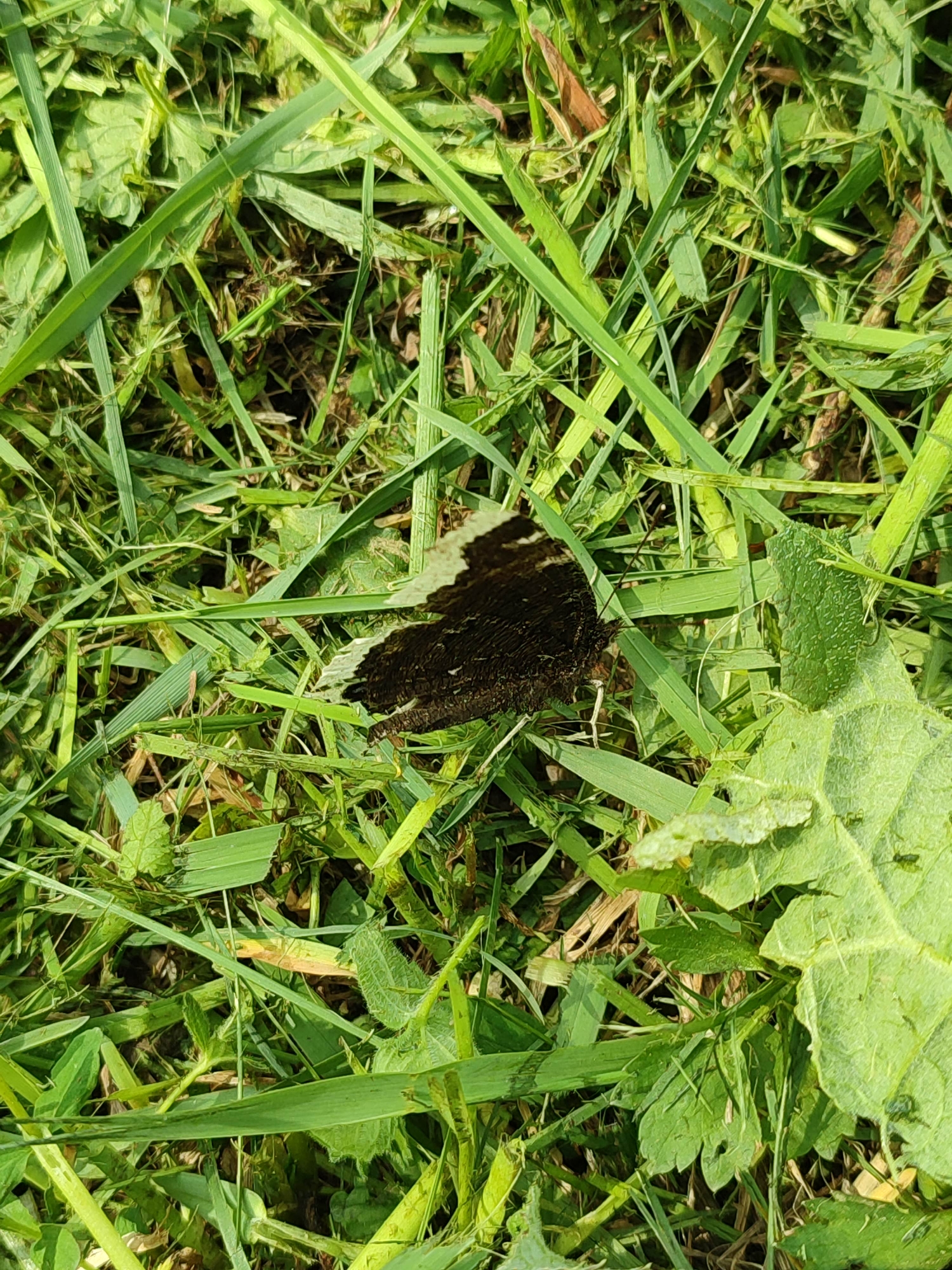 The image shows a close-up view of grass and other foliage on the ground. A dark-colored butterfly with light-colored markings along its outer wing edges is resting on the grass. The scene is outdoors in daylight. The location of the scene is unknown and there is no data from the image to suggest the city of Vil'va, Russia.