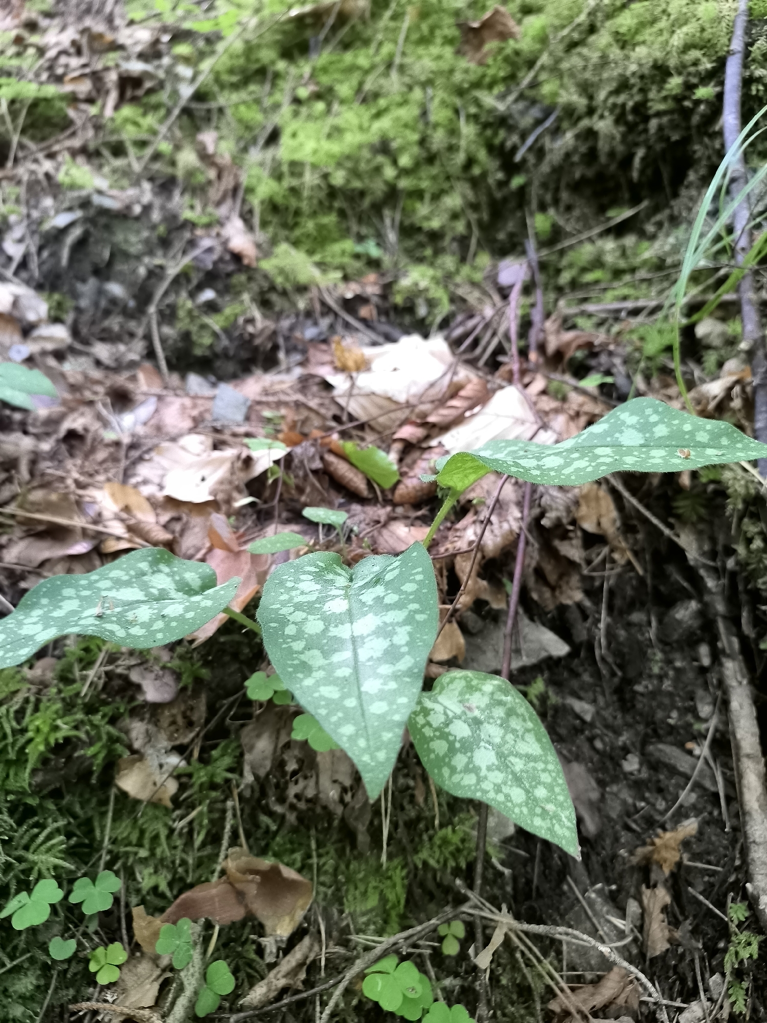 A close-up, eye-level shot captures the forest floor in Kovachevitsa, Bulgaria, dominated by the striking green, heart-shaped leaves of a Spotted Lungwort plant. These leaves, speckled with lighter green or white markings, are the primary subject, interspersed with moss, fallen leaves, and small clover-like plants. The background reveals a dense, uneven terrain covered in green moss, brown earth, and dried leaves, suggesting a shaded, damp woodland environment. The lighting is natural, indicative of an outdoor, daytime setting. No people are present, and the scene is static, focusing on the detailed textures and patterns of the plant life.