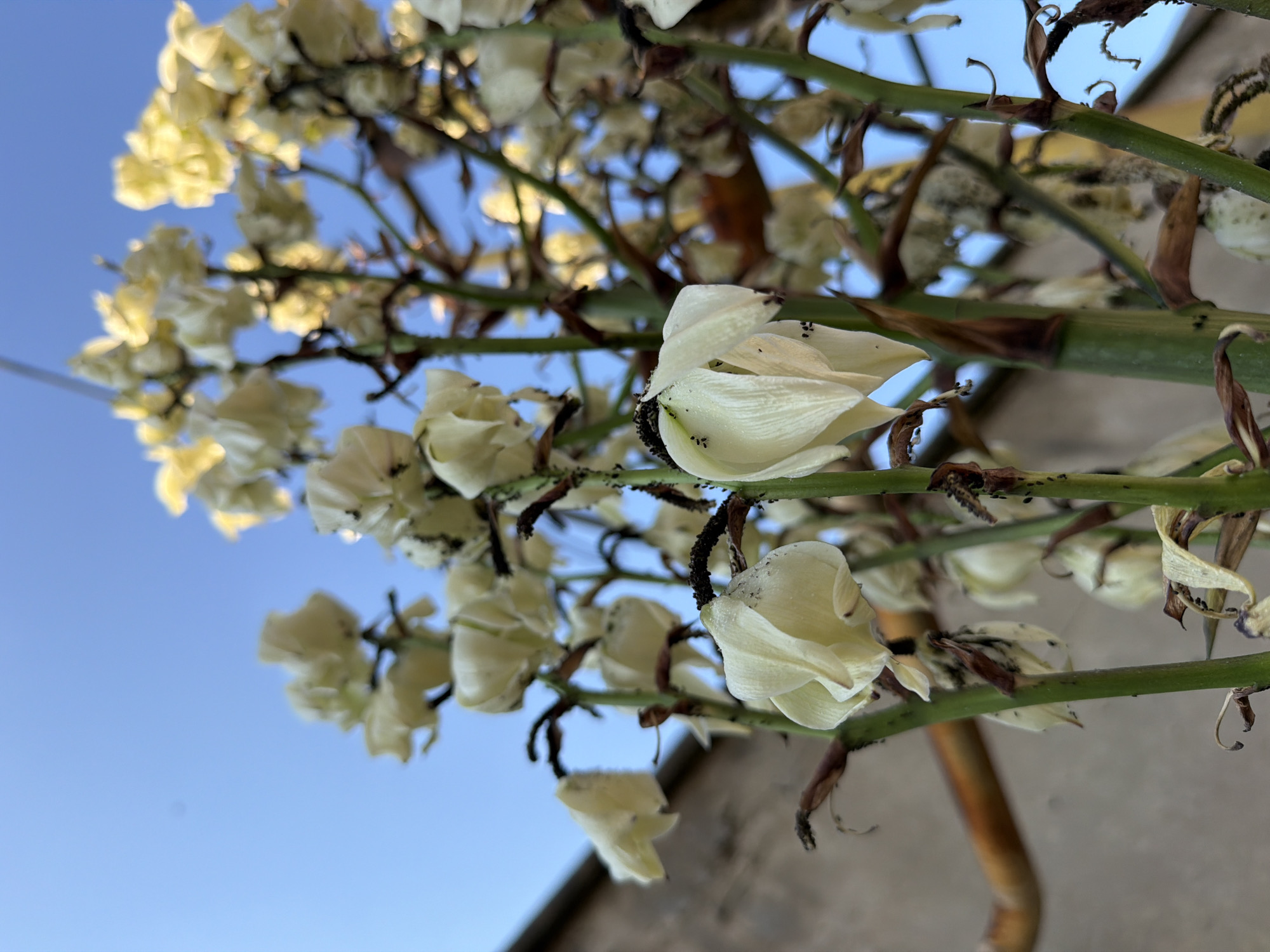 The image shows a close-up of a flowering yucca plant against a clear blue sky and a textured building facade. The yucca plant has tall green stems with clusters of white, bell-shaped flowers, many of which appear to be wilting or spent. Small black insects are visible on some of the flowers and stems. A portion of a light brown, cylindrical object, possibly a pipe or a part of the building's structure, is visible on the left side of the image. The scene is outdoors, suggesting it is in a garden or urban setting. There are no people or animals visible. The overall impression is one of natural growth within a built environment.