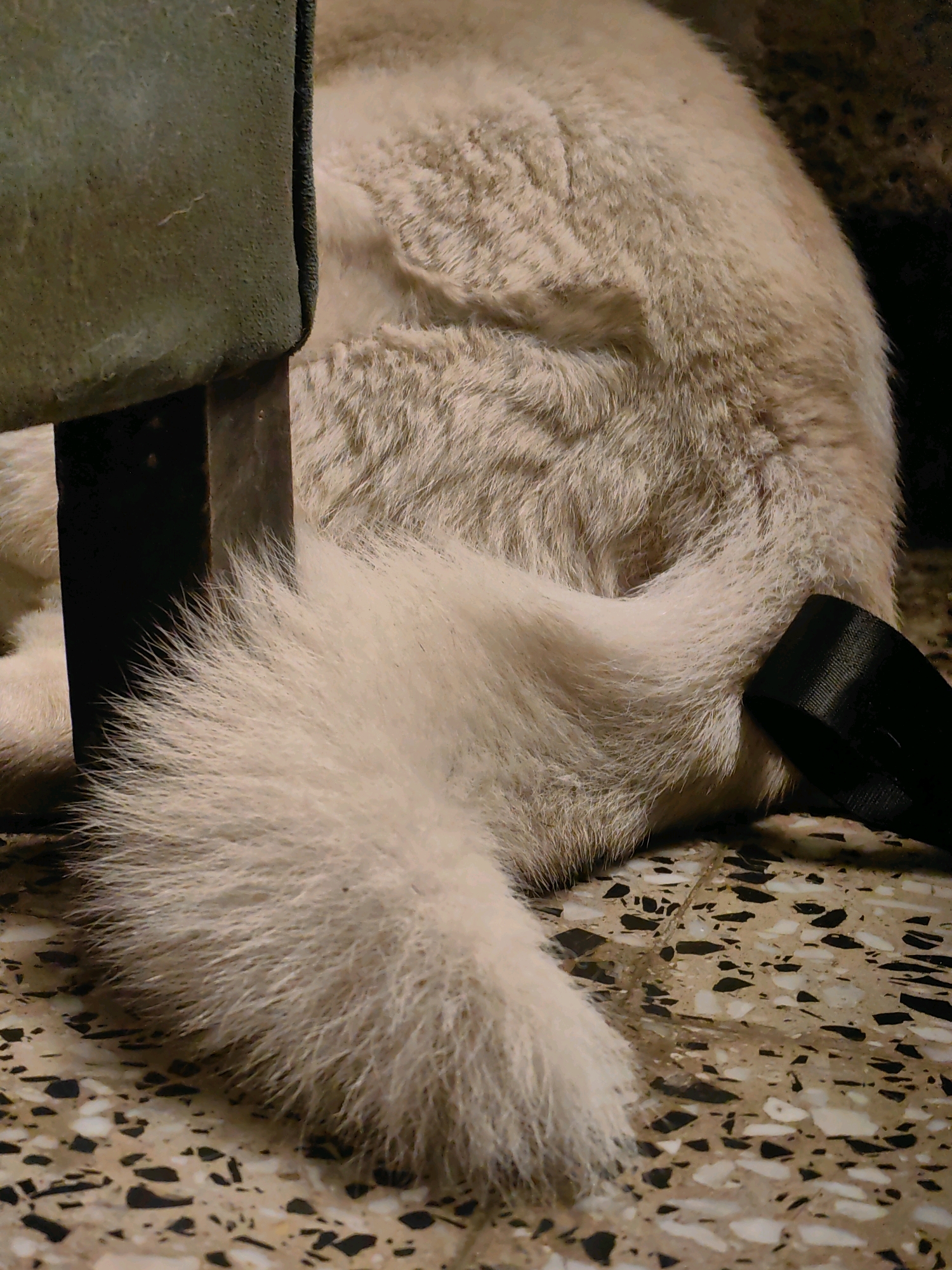 The image is a close-up shot of a light-colored furry tail of an animal, likely a dog, resting on a terrazzo floor. The tail is predominantly white with hints of tan and grey. To the left of the tail, a portion of a dark metal leg of a piece of furniture is visible, covered by a textured, olive-green fabric. A black strap, possibly part of a bag or harness, lies next to the tail on the floor. The terrazzo floor is composed of light beige and grey tiles with scattered dark flecks. The overall lighting is dim, suggesting an indoor setting. There is no information in the image to determine its location within Mumbai, India.