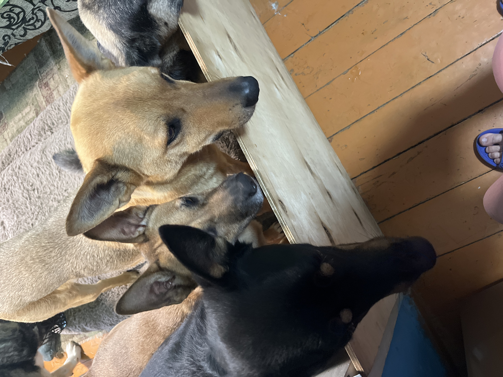 A group of dogs, consisting of at least four individuals, are gathered around a wooden structure, appearing to be interested in something within or behind it. The dogs exhibit various coat colors, including black, tan, and mixed grey/black. One tan dog in the foreground has its head and front paws visible over the wooden barrier. A black dog is positioned to the left, with its head also partially visible. The background shows a carpeted surface and a patterned fabric. The floor in front of the wooden structure is made of orange-painted wooden planks. The scene suggests an indoor environment, possibly a home or a shelter. There are no visible people in the immediate vicinity of the dogs, though a portion of a person's leg wearing blue sandals is visible in the lower right corner of the frame, indicating the presence of a photographer. The image composition is from a high angle, looking down at the dogs and the structure.