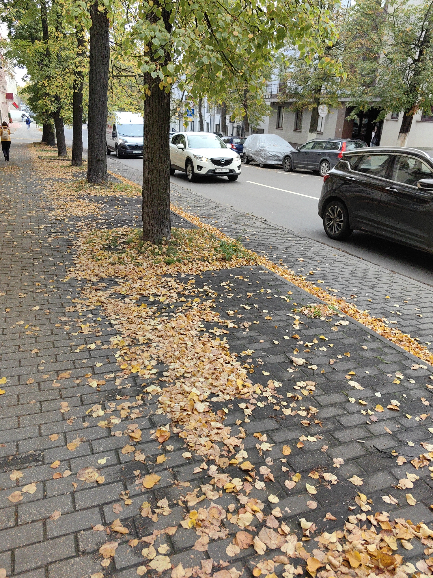 The image captures a street scene in Minsk, Belarus, during autumn. Fallen leaves, predominantly yellow and brown, litter a grey brick sidewalk and the adjacent asphalt road. Several trees with sparse, green and yellow foliage line the sidewalk.
In the foreground, the sidewalk is covered with a thick layer of fallen leaves, creating a natural carpet. Beyond the sidewalk, cars are parked and moving on the road. A white van is visible further down the street, and a white SUV is parked on the right side. A dark-colored car is in motion on the right side of the frame, its rear end angled towards the viewer.
On the left side of the sidewalk, a woman with short brown hair, wearing a mustard-yellow jacket and dark pants, walks away from the viewer. Further down the sidewalk, another person, likely a child, is visible walking in the same direction. The buildings in the background are multi-story structures with windows and some architectural details typical of urban environments. The overall atmosphere suggests a cool autumn day in a city setting.