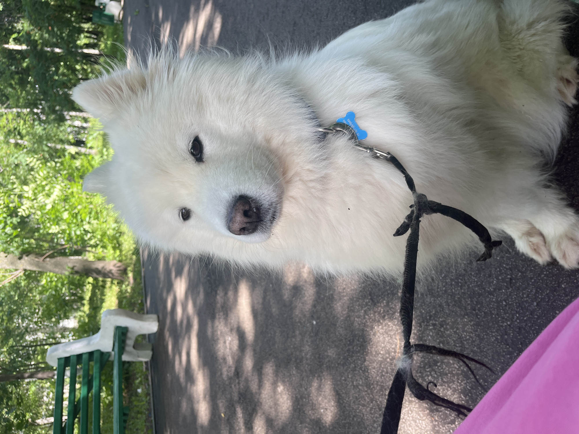 A white Samoyed dog sits on a paved pathway in a park. The dog is wearing a black collar with a blue bone-shaped tag. A pink object is partially visible in the lower left corner, and a black leash is attached to the dog's collar. In the background, a green park bench with white concrete supports is visible, along with trees and foliage. The ground is asphalt, and sunlight creates dappled shadows.