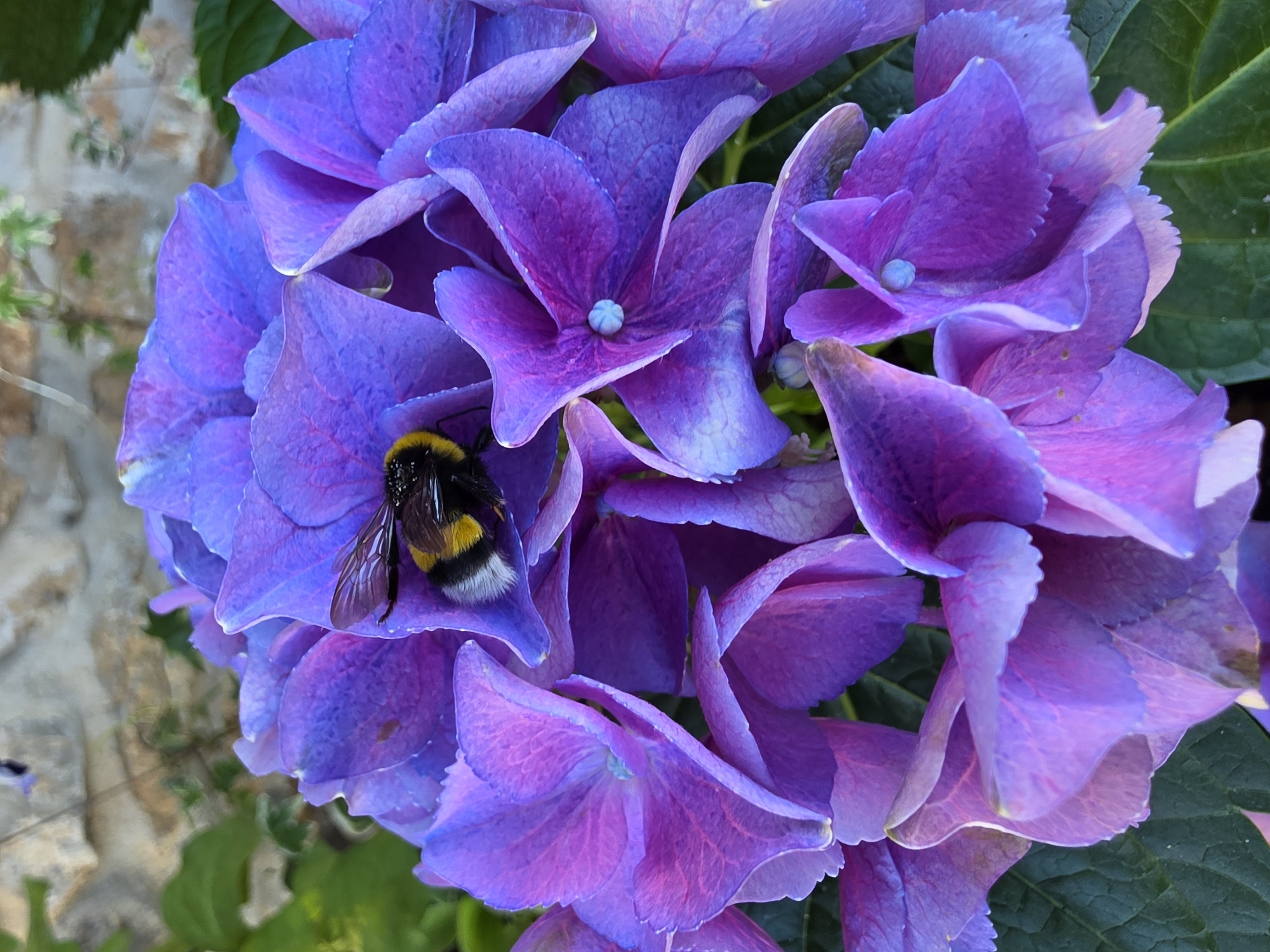 A close-up, eye-level shot captures a bumblebee resting on a cluster of vibrant purple hydrangeas. The bee, with its distinctive black and yellow stripes and fuzzy texture, is positioned centrally within the frame, nestled amongst the delicate petals. The hydrangeas exhibit a gradient of color, shifting from deep violet to lighter pinkish-purple hues, with some petals appearing slightly translucent. A few small, light blue stamen-like structures are visible at the center of some flowers. In the background, out-of-focus green leaves and a rough, light-colored stone wall are discernible. The lighting is natural, suggesting an outdoor setting during daylight hours.