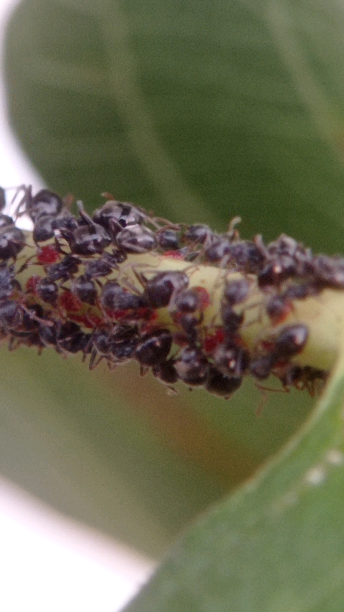 This image shows a close-up view of a cluster of black ants on a thin, light-colored stem, possibly a plant stalk. The ants are numerous and appear to be in close proximity to each other, with some interacting. There are small red specks visible amongst the ants, which could be food sources or other elements on the stem. The background is softly blurred, with shades of green and a hint of white, suggesting an outdoor or natural environment. The lighting is diffused, highlighting the texture and details of the ants and the stem. The image's perspective is from a slightly low angle, looking up at the ants on the stem. The specific location in Mulyoagung, Indonesia, cannot be determined from the visual information alone, as the image depicts a micro-scene of insects on a plant.