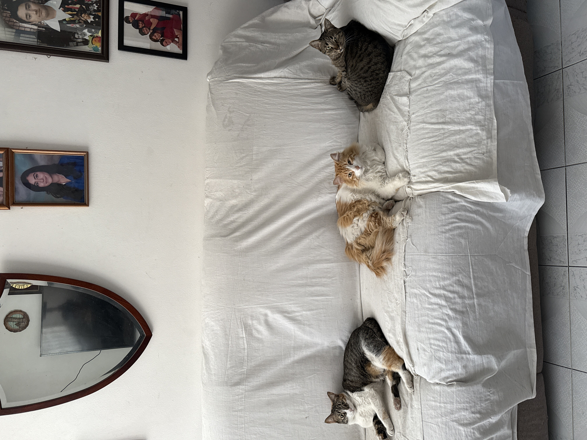 The image depicts a room in Puebla, Mexico. Three cats are resting on a sofa covered with a white sheet. One is a brown tabby, one is a long-haired orange and white cat, and the third is a grey and white tabby. On the wall behind the sofa are four framed photographs and a wooden-framed mirror. The floor is tiled.