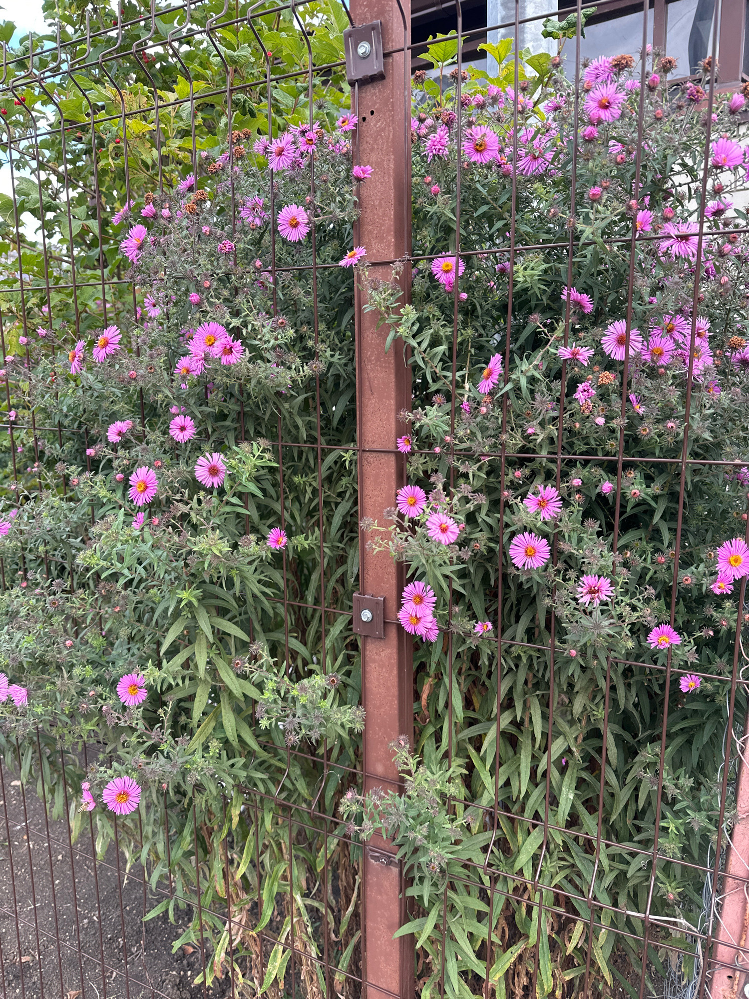 This is a medium-angle, eye-level shot of a dense cluster of pink asters flowering along a metal fence. The fence is composed of a brown metal post in the center, with a grid of thinner brown wires forming the barrier. The asters are in full bloom, with bright pink petals and yellow centers. Some of the flowers have begun to wilt, with brown, dried petals. The plants are lush and green, with long, slender leaves. The background shows a blurred green hedge and some indistinct structures, suggesting an outdoor urban setting. The image is not dated, but the flowers indicate a late summer or early autumn season. The location is identified as Stavropol, Russia. There are no people or animals clearly visible in the image, except for a hint of a bee on one of the flowers. The overall impression is one of natural beauty, with the vibrant flowers contrasting with the utilitarian fence.