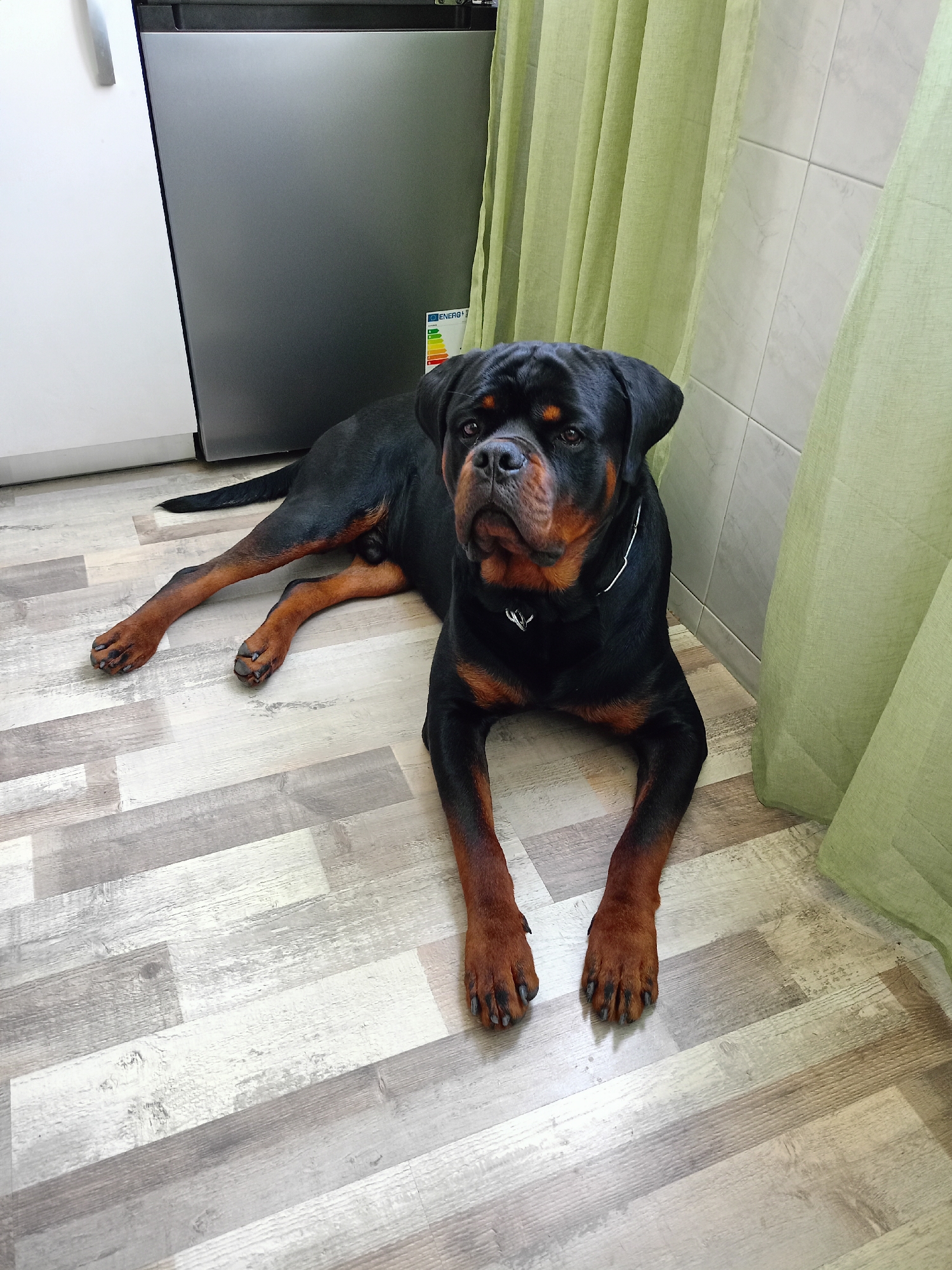 The image displays a large Rottweiler dog lying on a multi-toned grey and white wood-effect laminate floor. The dog is positioned centrally, facing the viewer, with its front paws extended forward and its hind legs stretched out behind. It has black fur with characteristic tan markings on its muzzle, chest, and legs, and wears a thin, light-colored collar with a metallic emblem. In the background to the left, a white cabinet or appliance is partially visible, adjacent to a dark grey/silver refrigerator or freezer. A European energy efficiency label, partially visible, is affixed to the lower right side of the grey appliance. To the right of the dog, a light green curtain hangs, partially obscuring a wall tiled with light-colored, possibly white or pale grey, square tiles featuring a subtle patterned texture and visible grout lines. Another section of the same green curtain is visible closer to the right edge of the frame. The overall setting appears to be an indoor domestic environment, possibly a kitchen or utility room. No specific details within the image allow for the identification of a precise location within the city of Sofia, Bulgaria.