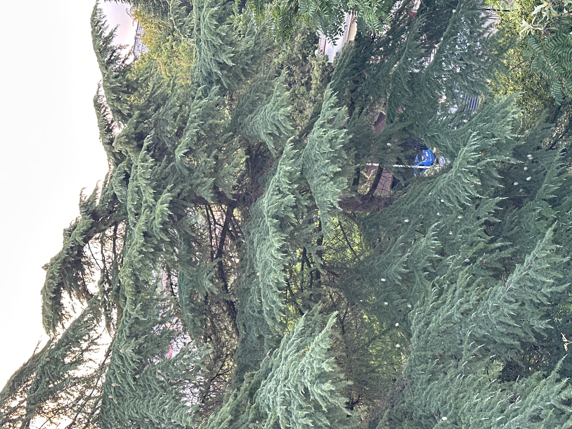 A close-up, eye-level outdoor shot features the dense, green branches of a large cedar tree, likely in Sochi, Russia. The branches are heavily laden with needles and dotted with small, light-colored cones, some of which are visible on the upper and middle portions of the tree. The texture of the needles is fine and feathery, creating a lush, full canopy. Through the gaps in the foliage, glimpses of a light-colored building and a bright blue car can be seen in the background, suggesting an urban or suburban setting. The overall lighting indicates it is daytime, possibly late afternoon, with a bright sky visible at the top of the frame. The focus is on the natural elements of the tree, with man-made structures providing context.