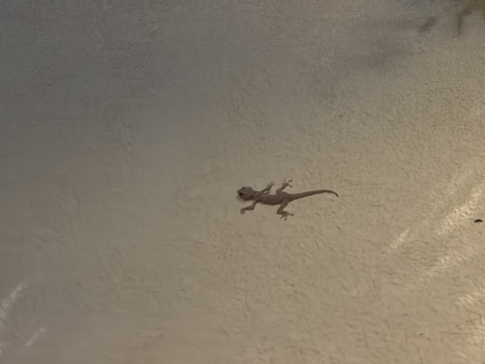 A small, light-colored gecko is clinging to a textured, pale yellow wall. The gecko is oriented vertically, with its head facing upwards and its tail curved downwards. Its limbs are splayed out, with its feet gripping the surface. The wall appears to be indoors or under a sheltered area, given the lighting. The background is a gradient of pale yellow to grey, suggesting a dimly lit environment. The scene is devoid of any other living beings or significant objects. No information about a specific location in Sharm El Sheikh, Egypt can be determined from the image.