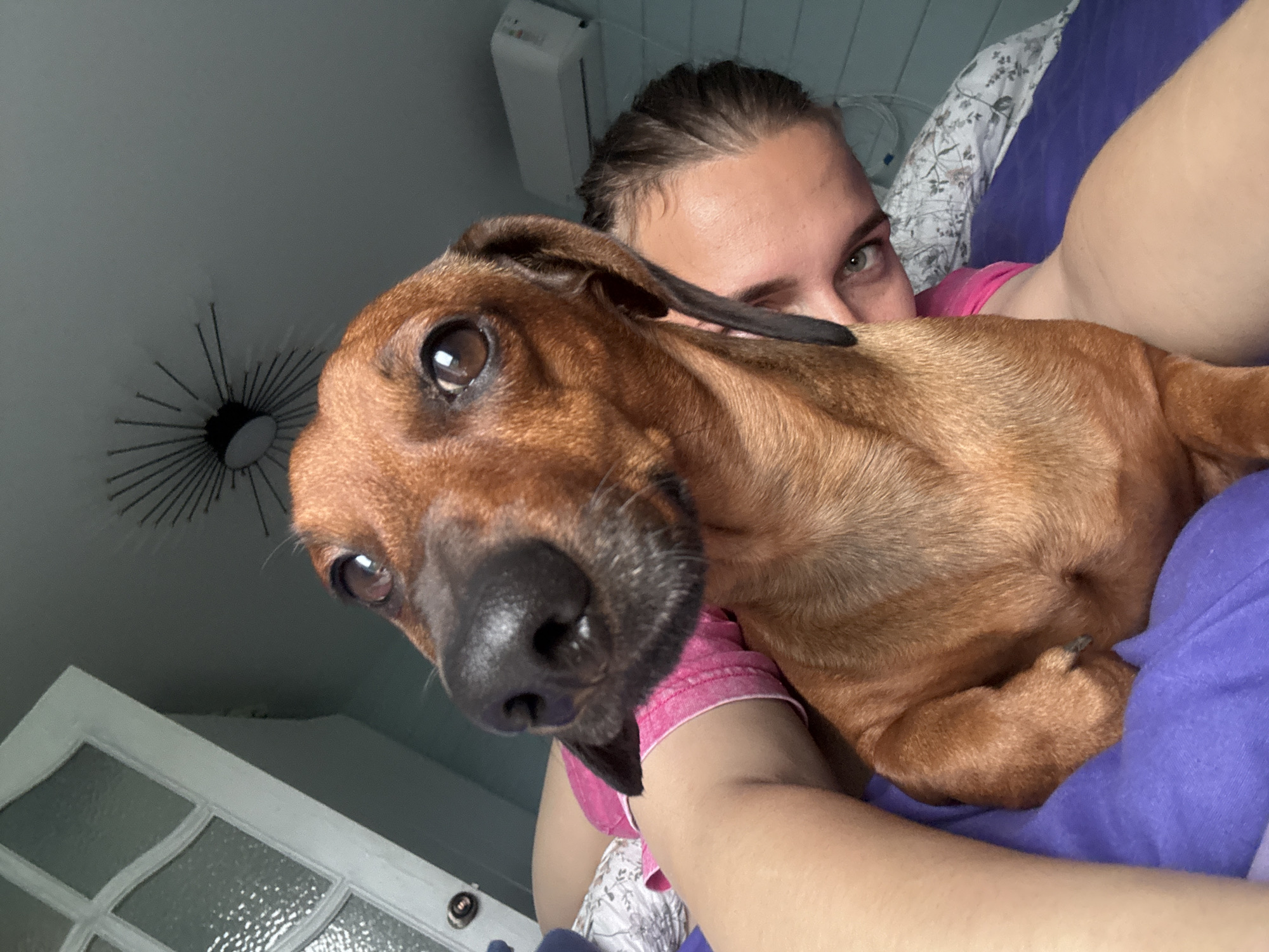 A selfie shows a light-skinned person with brown hair pulled back in a bun holding a brown dachshund. The person is wearing a pink shirt and is partially visible behind the dog. The dog's head is close to the camera, showing its black nose and brown eyes. The background includes a white air conditioner unit, a white patterned door, and a light fixture on the ceiling. The bedding appears to be floral and purple. The location is in Раздолье, Russia.