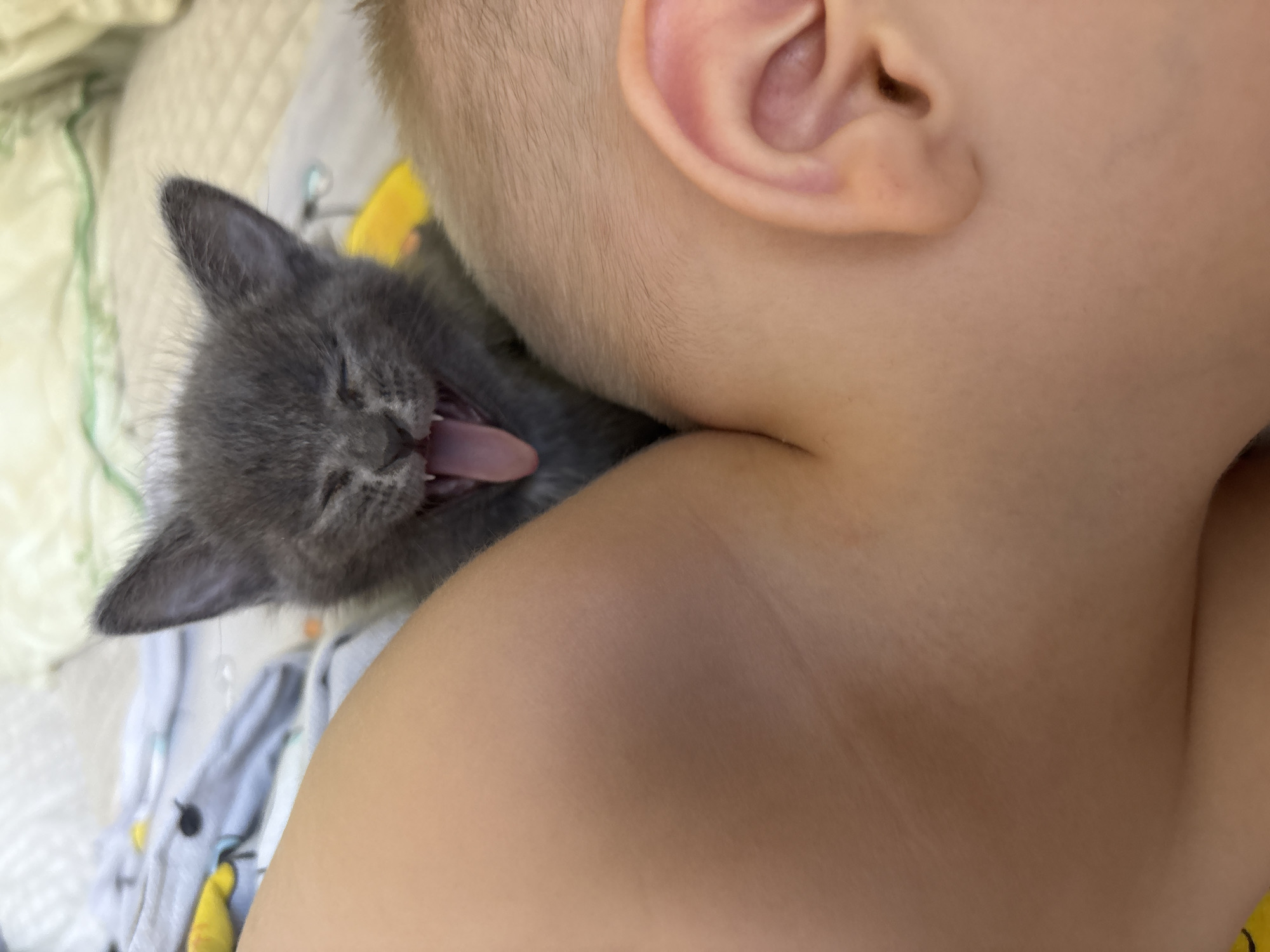 A gray kitten is yawning on a person's shoulder, near their neck and ear. The person appears to be a young child. The background is soft and out of focus, suggesting bedding. The location is unknown and cannot be determined from this image.