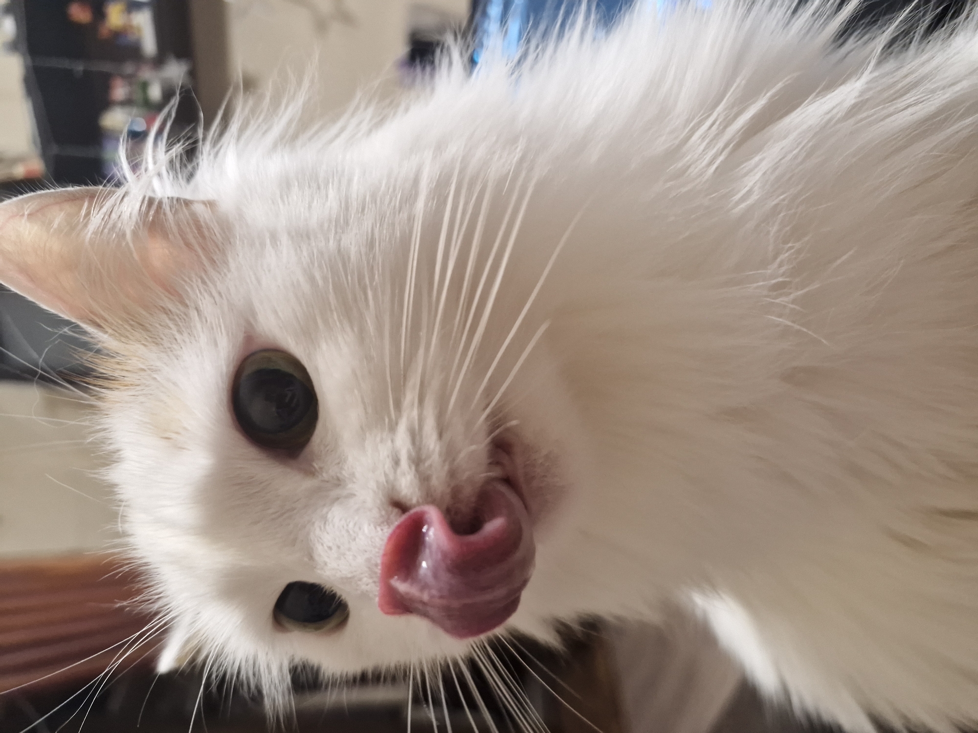 The image shows a close-up of a cat, likely indoors. The cat is predominantly white with some hints of tan/brown on its head. Its eyes are large and dark. The cat is licking its nose with a pink tongue. The background is blurred and indistinct. The location is not identifiable from this image.