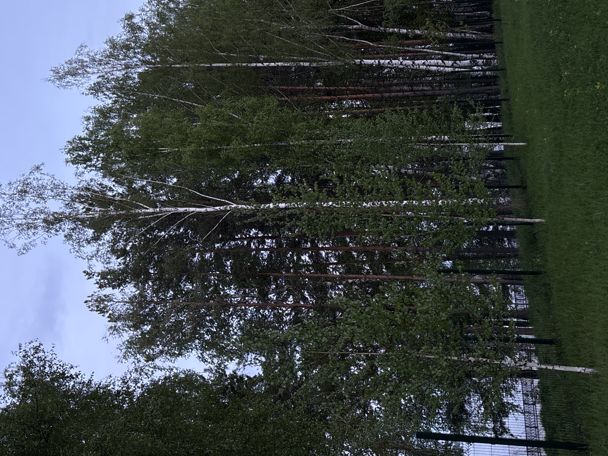 The image shows a view of trees in a park or green space in Chaikovsky, Russia. Predominantly, there are birch trees with white bark and green leaves, interspersed with other trees with brown trunks and dark green foliage. The trees appear to be densely packed together, forming a forest-like area. To the right of the trees, there is a patch of green grass. A metal fence, partially obscured by the foliage, runs along the edge of the trees and grass. The sky is overcast, suggesting it might be early evening or a cloudy day. No people or animals are visible.
