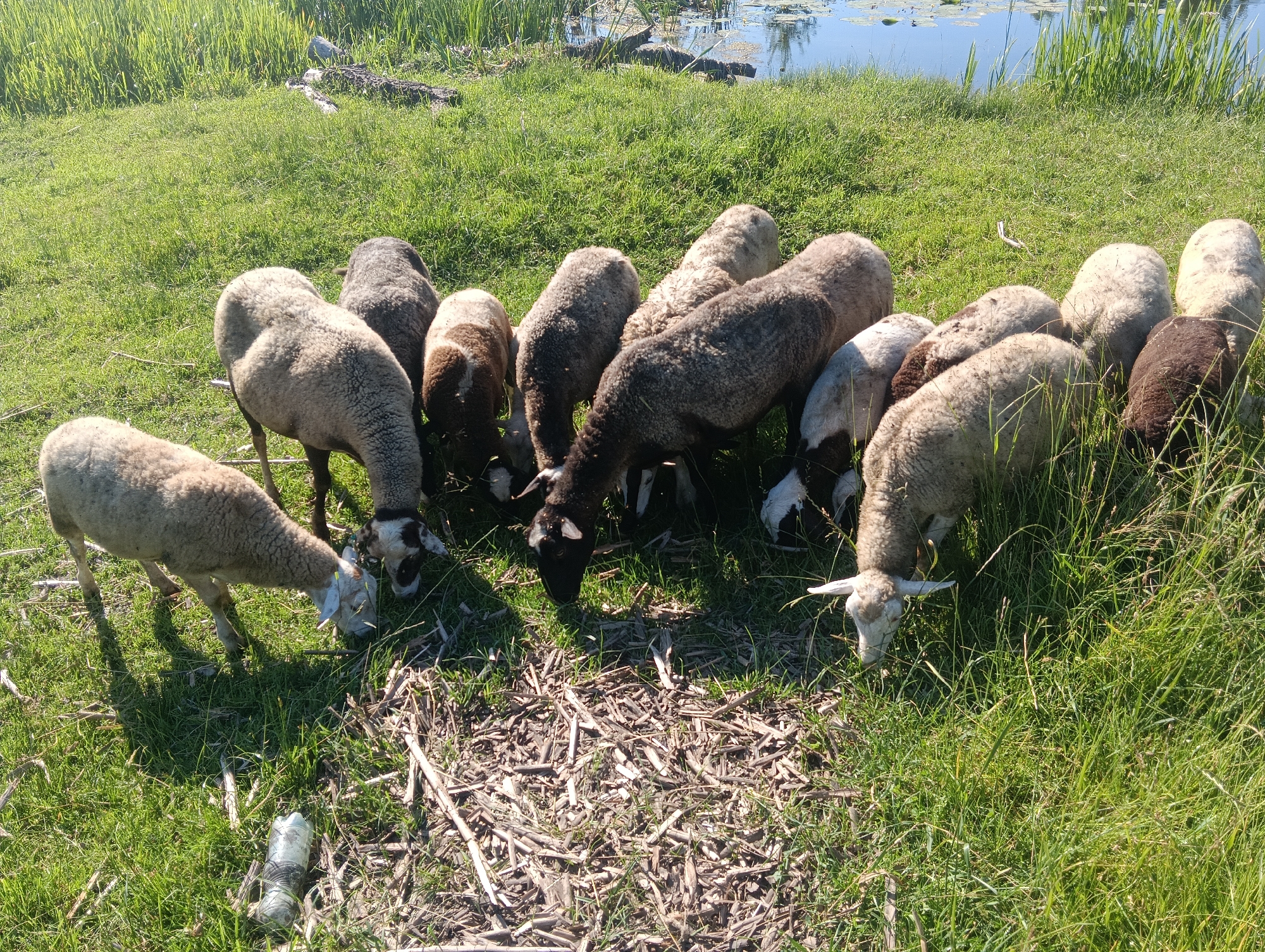 In a grassy field beside a body of water, a flock of sheep graze. The sheep are of varying colors, including white, gray, and brown. Some of the sheep have black markings on their faces and legs. The grass is green and lush, and there are some scattered dry twigs on the ground. In the background, the water appears calm, with some aquatic plants visible. A plastic bottle lies on the ground in the foreground.