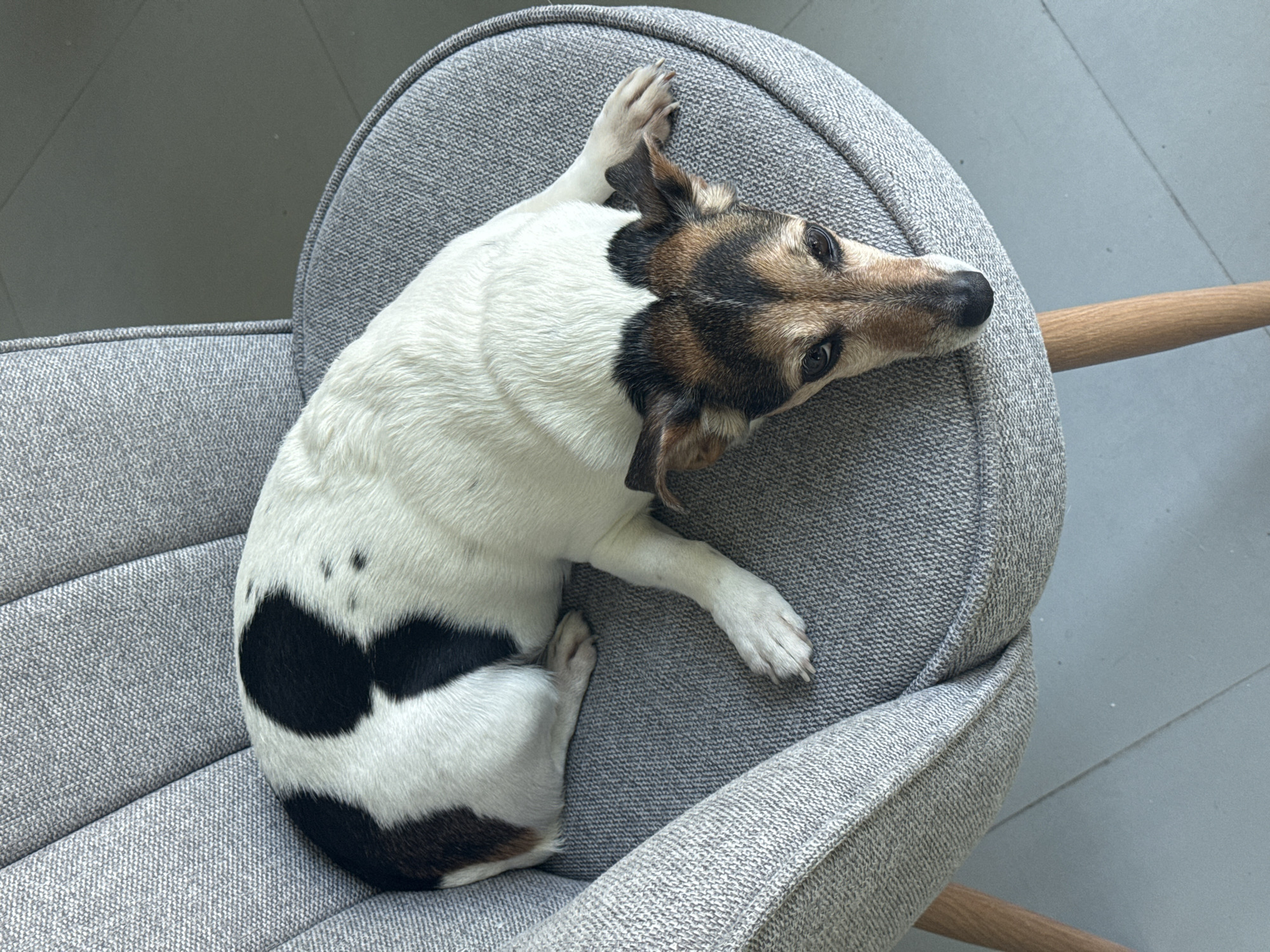 A Jack Russell Terrier is lying on a gray upholstered chair. The dog has a white body with black spots on its rear. Its head is brown and white, and it is looking to the side. The chair has wooden legs. The floor is light gray. The location is unknown and cannot be assumed as Varna, Bulgaria based solely on the image.