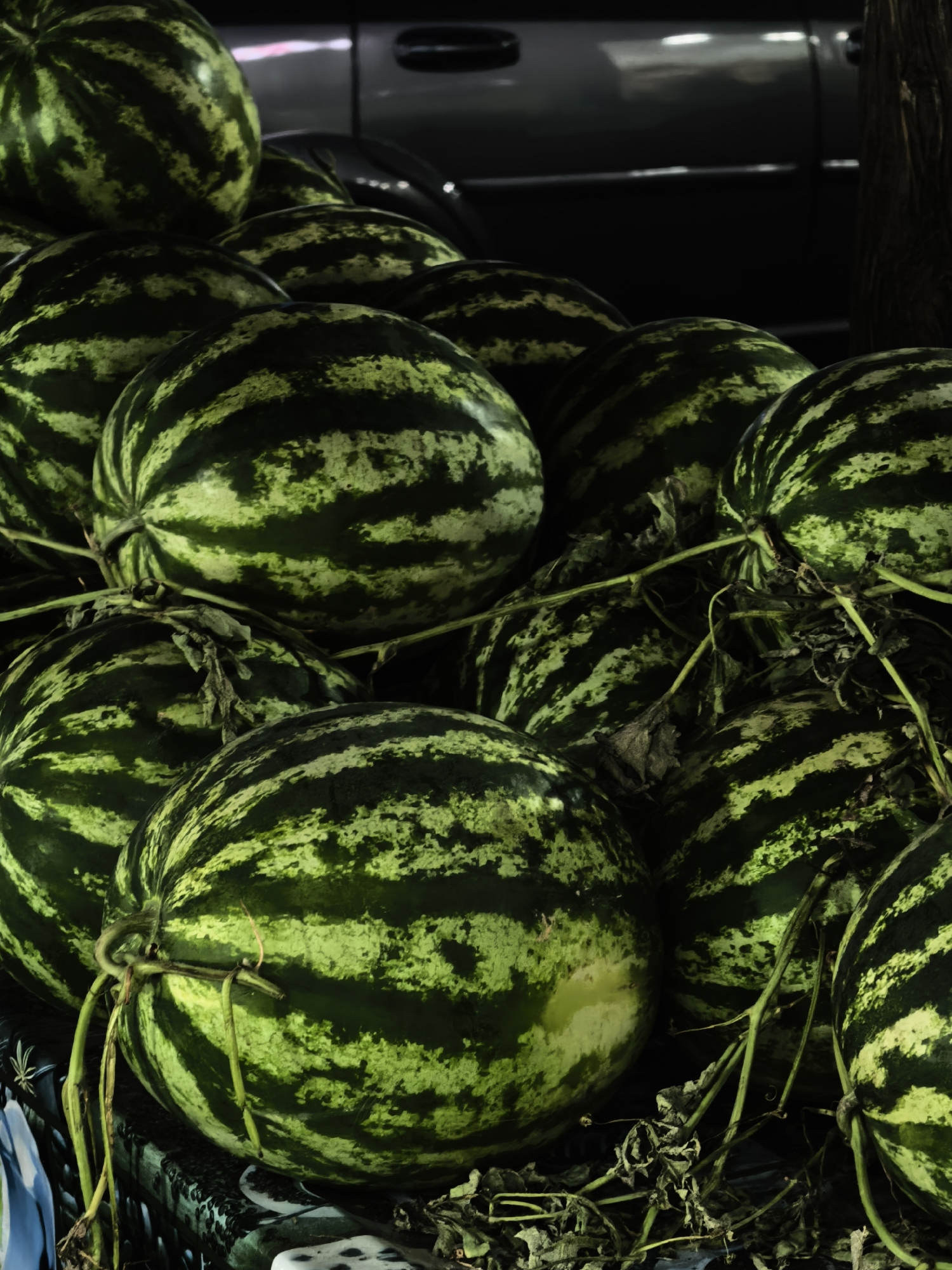 A close-up, low-angle shot captures a pile of watermelons at a market stall, likely in Fergana City, Uzbekistan. The watermelons are large and round, with dark green stripes against a lighter green rind, and some have pale yellow patches. They are piled on top of each other, with vines and dried leaves scattered amongst them. The background is dark and out of focus, but appears to show the side of a dark-colored vehicle and a wooden post, suggesting an outdoor market setting. The lighting is dramatic, highlighting the texture and color of the watermelons.