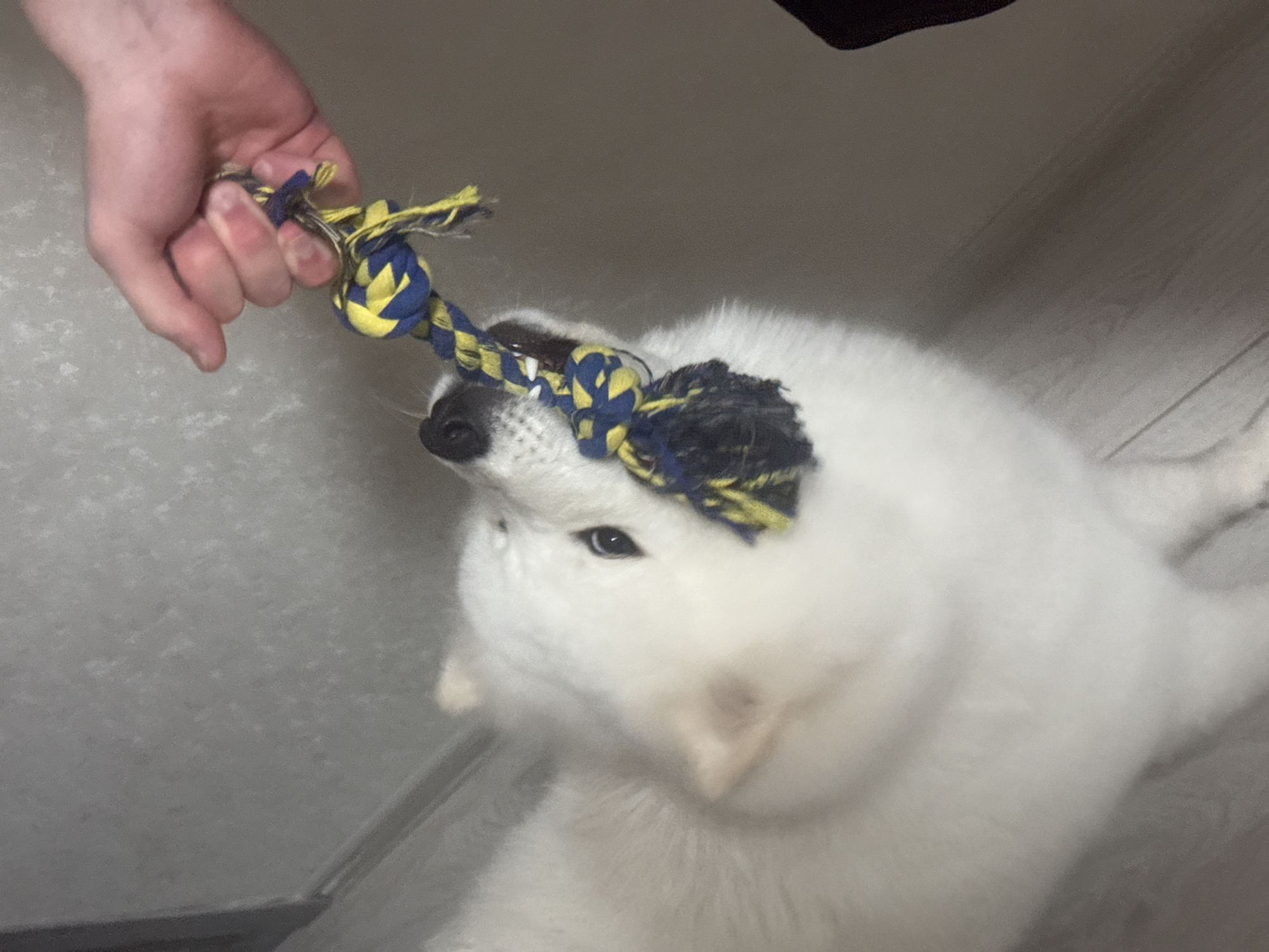 A medium shot captures a fluffy white Samoyed dog playing tug-of-war with a braided rope toy held by a person's hand. The dog's mouth is clamped around the toy, its teeth visible as it pulls. The toy is a thick rope with alternating yellow and dark blue strands. The dog is positioned in the foreground, with its white fur filling much of the frame. The background consists of a light-colored, textured wall and a floor that appears to be made of wooden planks. The lighting is somewhat dim, casting soft shadows. The image does not contain any visual information that would allow for its location to be identified as Chaikovsky, Russia.