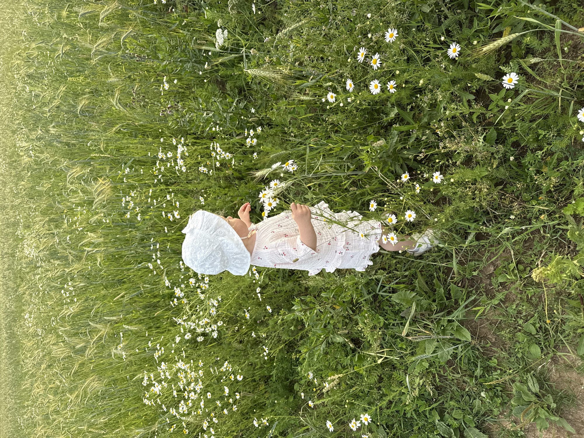 A young child wearing a white bucket hat and a light pink patterned romper is standing in a field of tall green grass and white daisies. The child is holding a small bouquet of daisies in their right hand. The field appears to be located in or near the village of Сновицы, Russia, judging by the context provided. The lighting suggests it is late afternoon or early evening. The background is a dense expanse of grass and wildflowers stretching into the distance.
