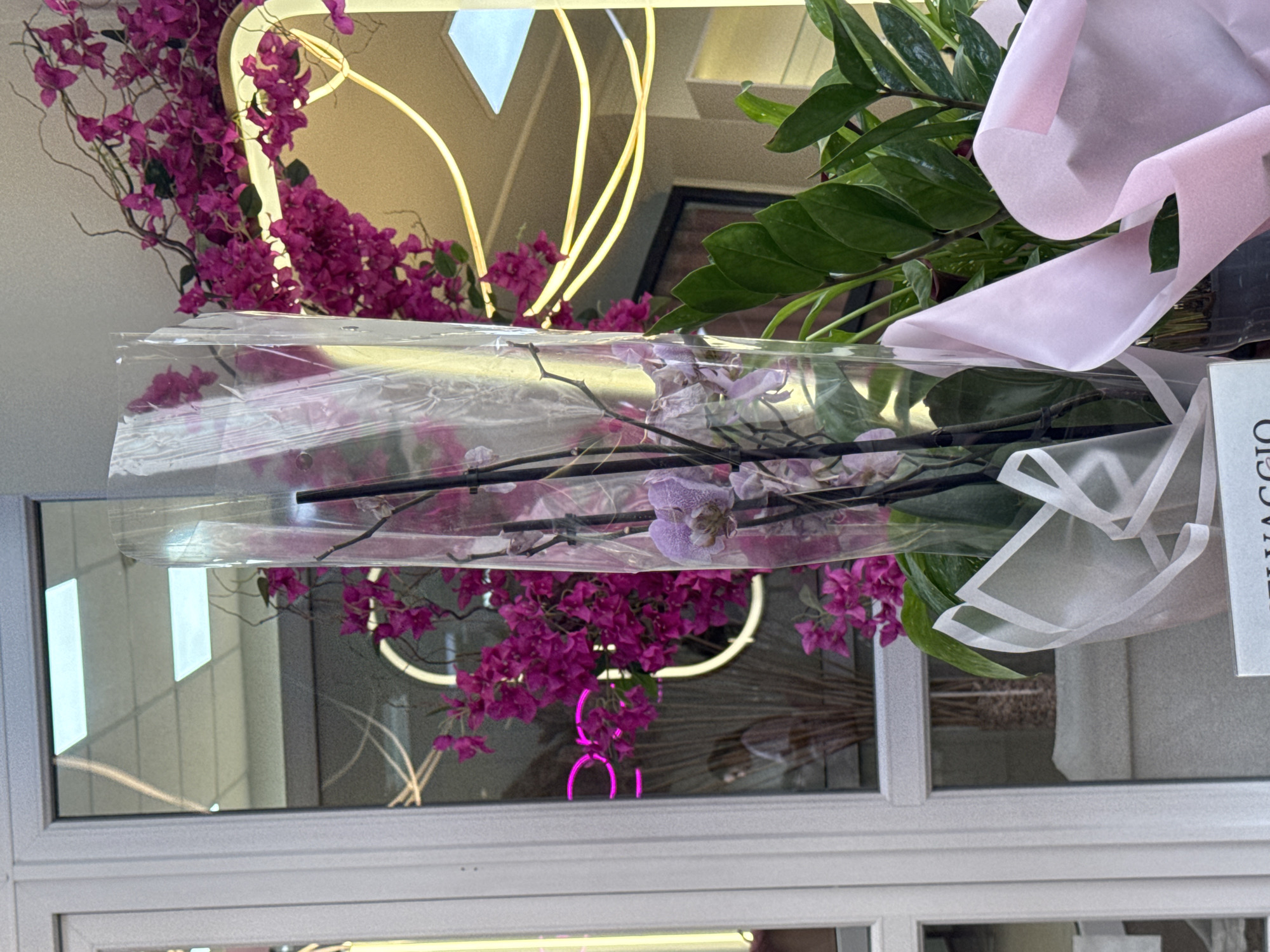 This is a medium shot of a plant display in front of a storefront window, possibly in Chernivtsi, Ukraine. The focus is on a potted orchid with pale purple flowers, encased in clear plastic. The orchid is adorned with a light pink ribbon. To the right and behind the orchid, a large ZZ plant with dark green, waxy leaves is visible.
The storefront window reflects the interior of the establishment, revealing a ceiling with fluorescent lighting and what appears to be a decorative neon sign with pink lettering. Bougainvillea flowers in a vibrant magenta hue are draped around the top of the window. The overall impression is of an outdoor display of plants, likely for sale, in an urban setting.