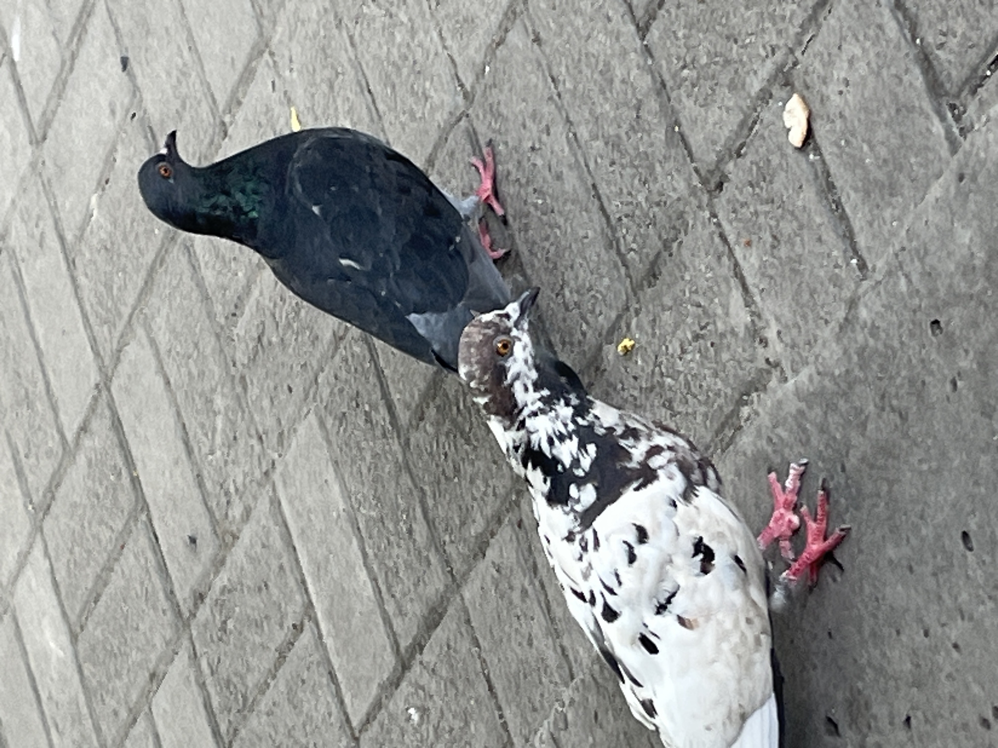 Two pigeons are on a paved walkway made of grey rectangular blocks. One pigeon in the foreground has a white body with black speckles and patches. It has a grey head with brown markings around its eyes and a yellow beak. Its feet are pink. The second pigeon is in the background, facing right. It is mostly dark grey or black with iridescent green feathers on its neck. It also has pink feet and a black beak. There are a few small pieces of food on the ground near the pigeons. The lighting suggests it is daytime, with no specific time of day indicated. The environment is urban, consistent with a city like Dnipro, Ukraine, based on the paved walkway. There are no people visible in the image.