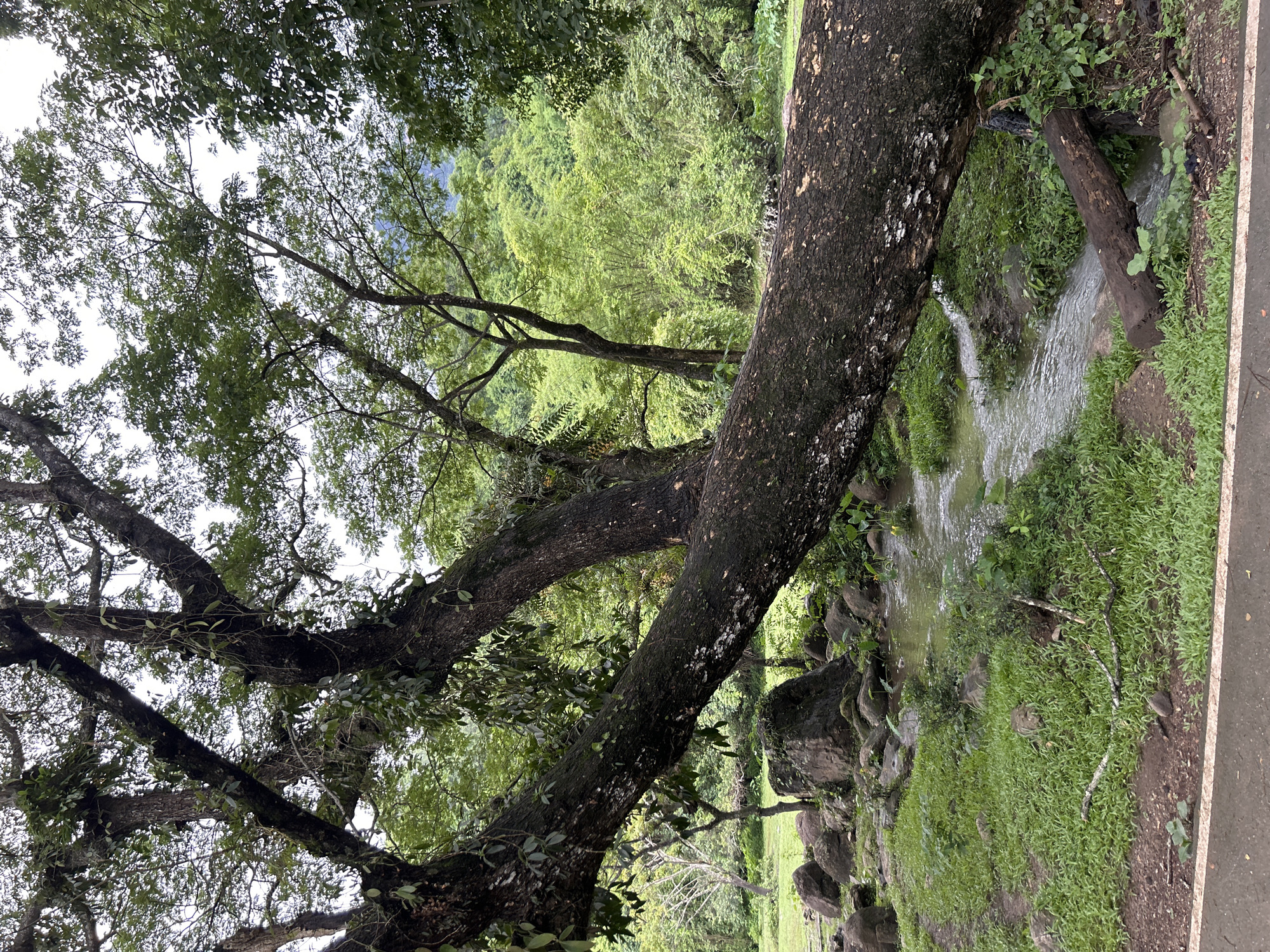 This vertical shot captures a lush natural scene in Chiang Dao, Thailand, characterized by dense tropical vegetation under an overcast sky. The prominent subject is a large, dark brown tree trunk, textured with bark, moss, and white lichen patches, extending diagonally from the upper left to the lower right. This trunk appears to have fallen or grown horizontally, spanning over a small, winding stream that flows from the mid-left towards the lower center. The stream's water is clear and appears to be flowing gently over a rocky bed, flanked by green grass and various aquatic or riparian plants.
In the mid-ground, to the left of the fallen trunk, several large, moss-covered boulders are scattered across a grassy area. Behind these rocks and the stream, dense green foliage and tree trunks rise, with a distinct, lighter green forest covering distant mountains visible in the upper background. The upper portion of the image reveals the canopy of multiple trees, their branches covered with epiphytic plants and vines, silhouetted against the bright, overcast sky. The foreground shows a narrow strip of dark grey pavement with a white line, indicating the edge of a road or path, with short green grass bordering it. No people or animals are visible.
