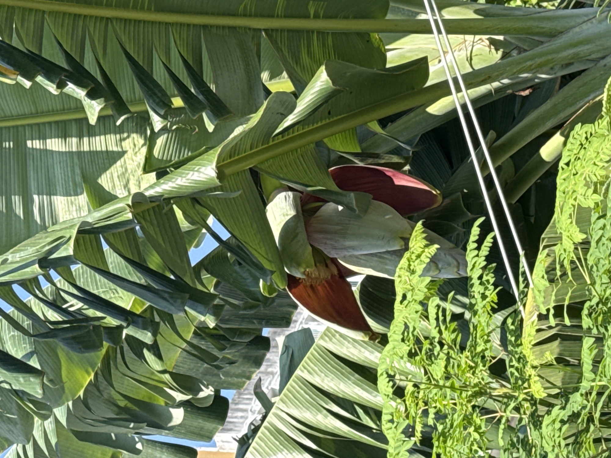 This is a vertical, eye-level shot of a banana tree's blossom and leaves, set against a bright blue sky and some faint, distant structures. In the foreground, a dense cluster of small, bright green leaves from another plant is visible. Behind these, the large, green, serrated leaves of the banana tree dominate the frame, with several cascading downwards. A dark red and pale green banana blossom hangs from the tree, partially obscured by the leaves. Two white wires run horizontally across the middle of the image, passing behind the banana blossom. The scene appears to be outdoors, possibly in a residential area, given the presence of the wires and the glimpse of a building in the background. The overall impression is one of lush, tropical vegetation.
