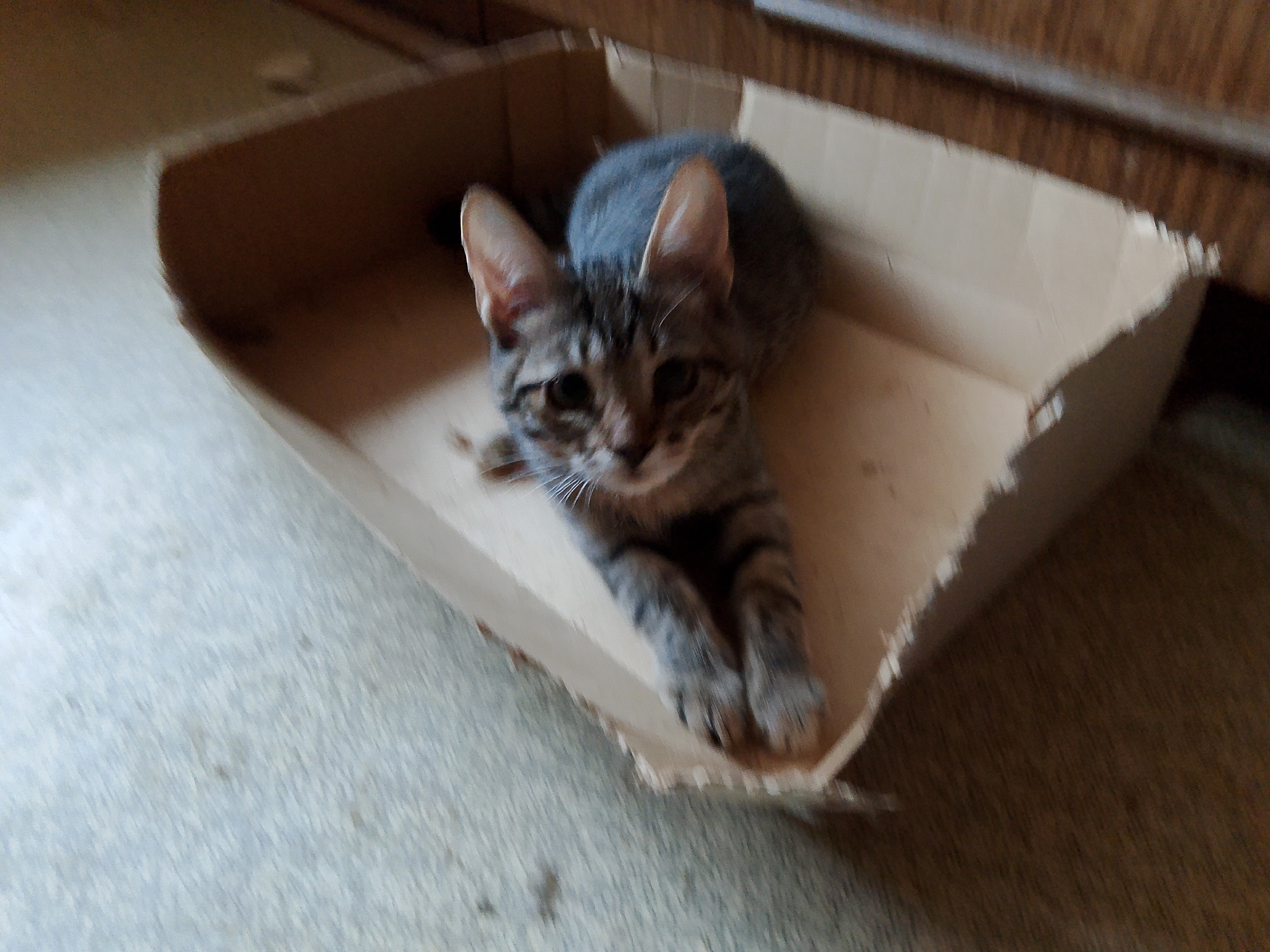 A grey tabby kitten lies in a cardboard box on a textured floor. The kitten is facing forward, looking directly at the camera with wide, attentive eyes. Its ears are perked, and its front paws are resting just over the edge of the box. The box appears to be old and worn, with torn edges. The background is blurred, showing a wooden surface and a patterned floor. The overall lighting is dim. This scene is not specific to Kovrov, Russia, and provides no information about its location within the city.