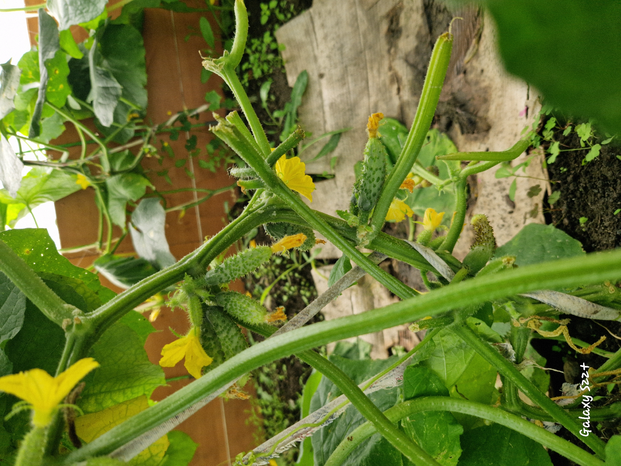This is a close-up, low-angle shot of a cucumber plant in what appears to be a greenhouse or garden. The plant has green stems and leaves, with several small, unripe cucumbers visible. Yellow cucumber flowers are also present. The ground beneath the plant is covered in soil and some wooden planks. The overall scene suggests a cultivation environment. The image contains a watermark in the bottom left corner that reads "Galaxy S22+". There is no visible indication of the specific location within the city of Myski, Russia.