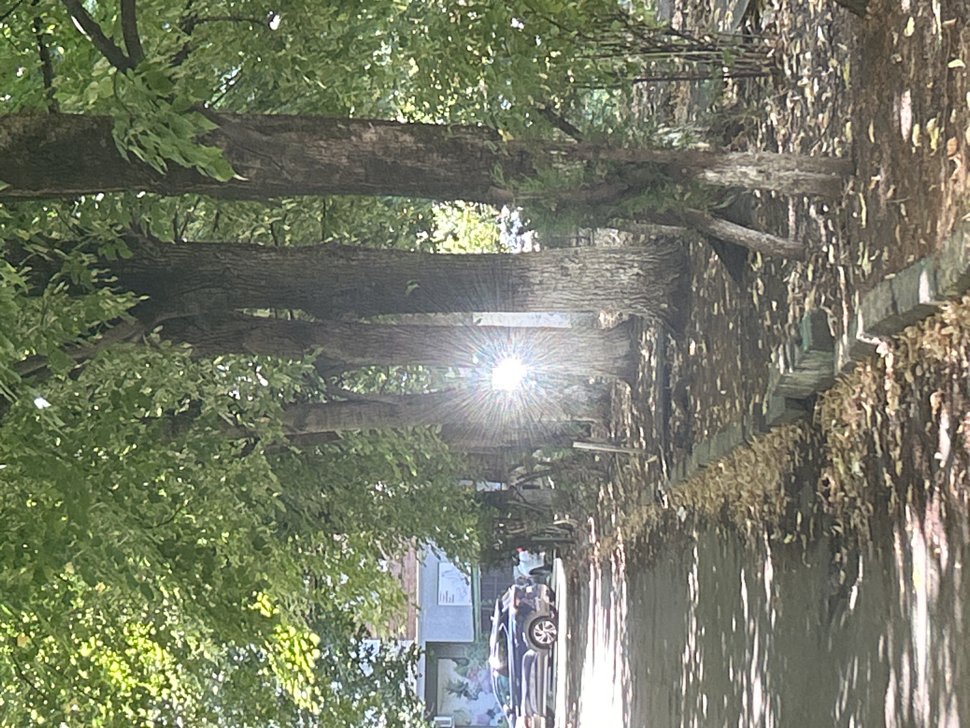 The image depicts a sun-drenched street scene in Krasnodar, Russia, characterized by a row of mature trees casting dappled shadows on an asphalt road. The sun is intensely bright, creating a starburst effect as it shines through the foliage. A dark-colored SUV is parked on the left side of the road, with another white car visible behind it. In the background, a building with a mural or large advertisement is partially visible. The ground alongside the road is covered with fallen leaves and a low stone border. The trees are deciduous, with green leaves, suggesting it is likely late spring or summer. The overall impression is one of a pleasant, sunlit day in an urban environment with significant greenery.