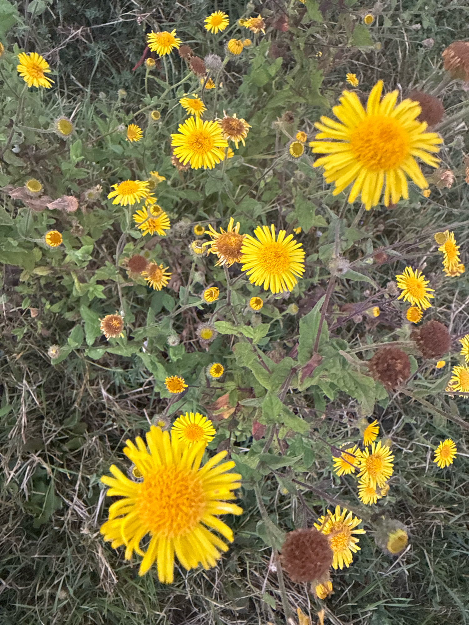 The image displays a cluster of yellow wildflowers with fuzzy brown seed heads scattered throughout. The flowers have numerous slender petals radiating from a central disc. The surrounding environment is characterized by green foliage and dry grass, suggesting an outdoor setting. The image does not provide any information about the specific location in Tenginka, Russia, nor does it show any people, actions, or interactions.