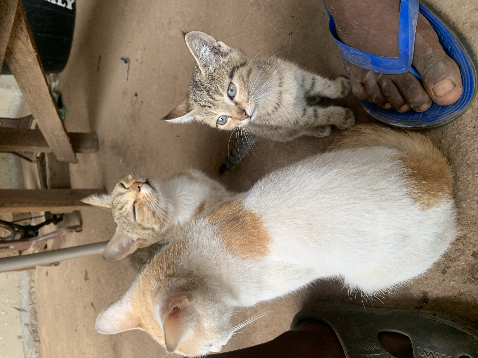 The image shows two cats in Akwanga, Nigeria. One cat is a light brown tabby kitten with blue-green eyes, looking up at the camera. The other cat is white with patches of light orange and is lying down. A foot wearing a blue flip-flop is visible near the kitten. Another foot with a dark sandal is also visible near the second cat. The ground appears to be a dusty concrete surface. A portion of a wooden structure is visible in the background.
