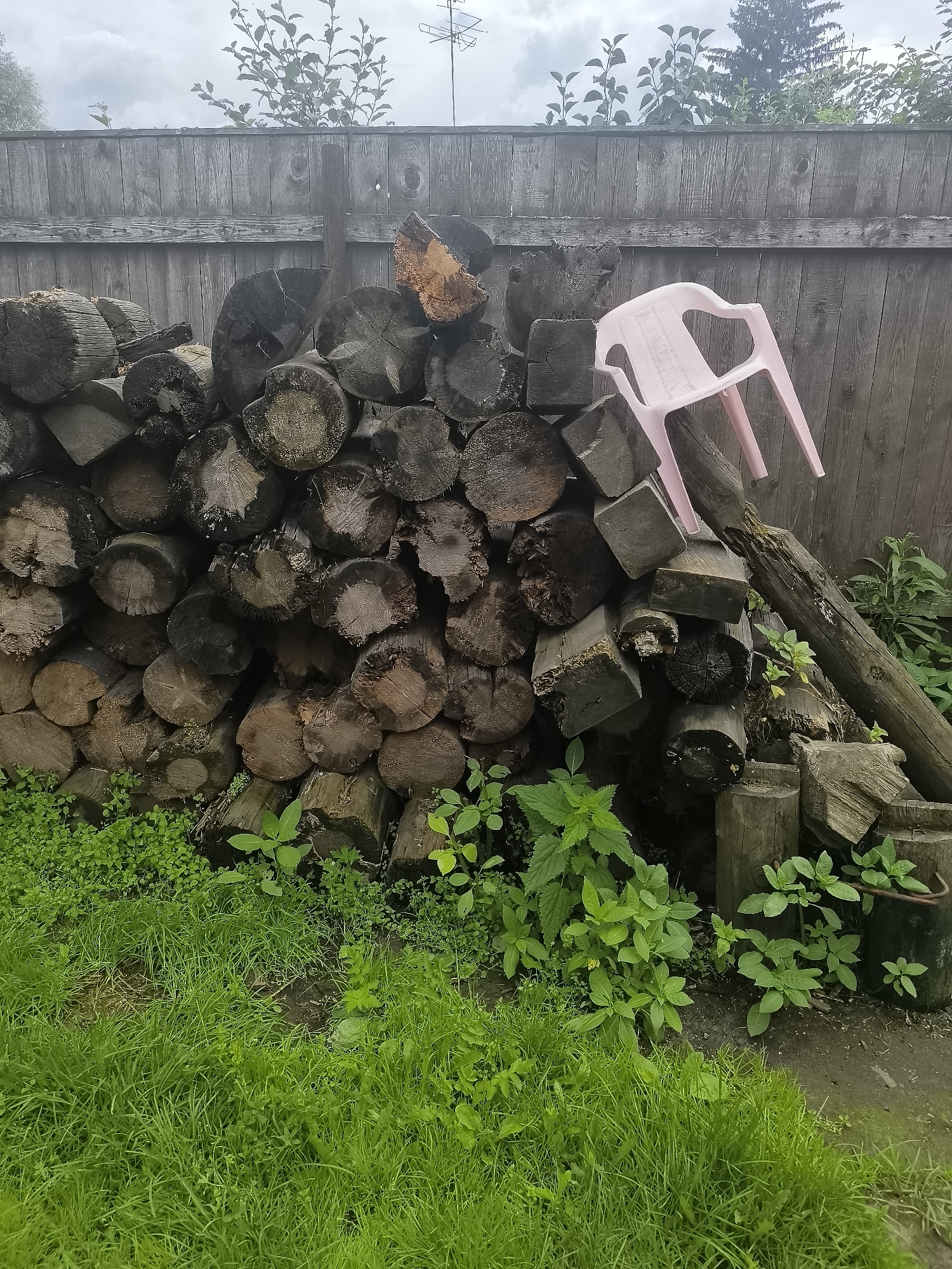 A rustic outdoor scene is captured in this image, set against a weathered wooden fence. In the foreground, lush green grass covers the ground, with various plants and weeds growing amongst it. A large pile of rough-hewn logs, varying in size and shape, dominates the mid-ground, stacked against the fence. Some of the logs show signs of age and decay. Perched precariously on top of the log pile is a small, pale pink plastic chair, tilted at an angle. The background reveals more of the wooden fence and some foliage from trees and bushes. The overall impression is one of a simple, utilitarian outdoor space, possibly a backyard or a storage area. This scene could be located in the city of Kashino, Russia, given the context.