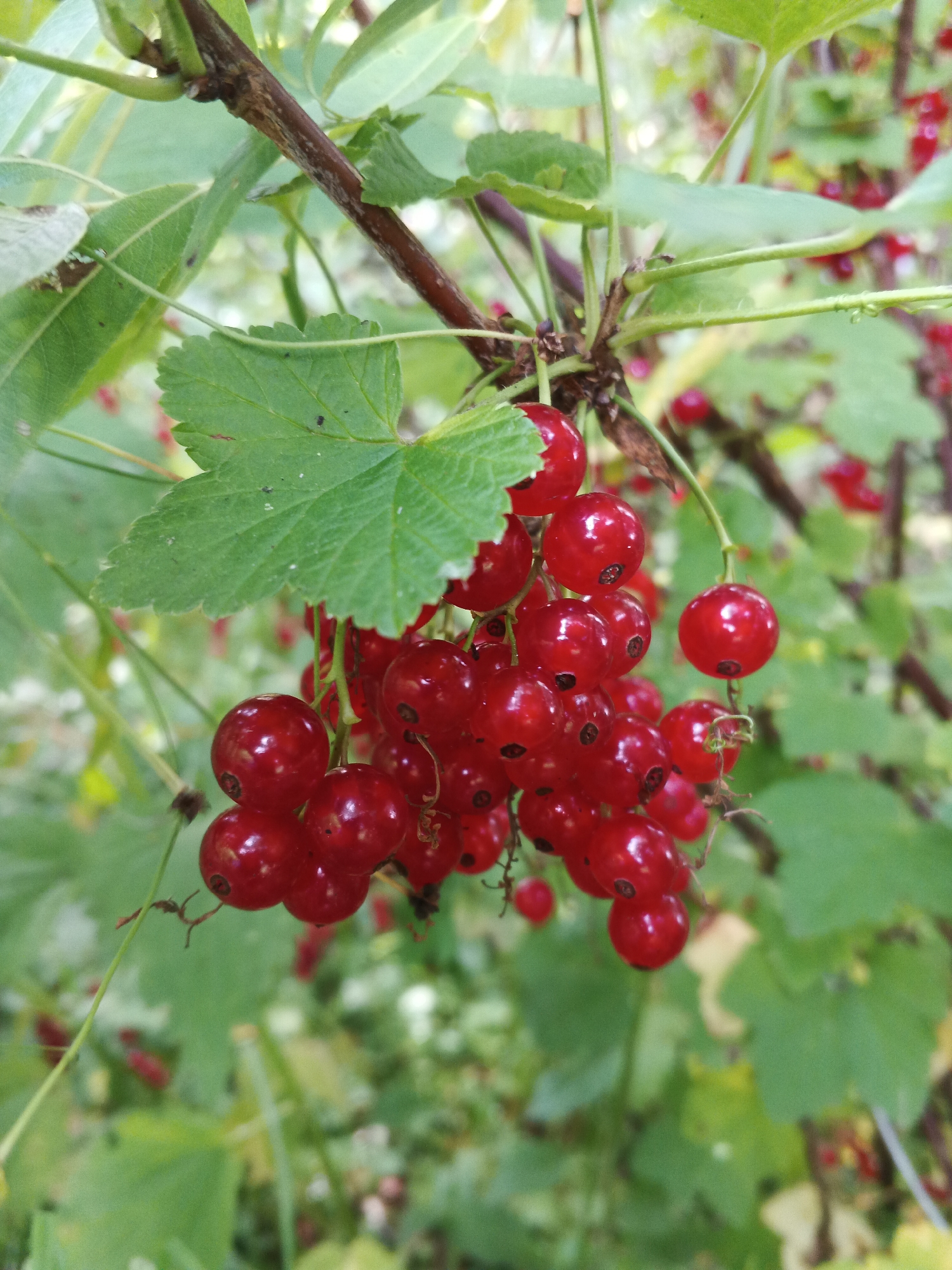 A close-up, vertical shot showcases a cluster of ripe red currants hanging from a branch. The berries are a vibrant, glossy red, some appearing slightly translucent. Each currant is round and plump, with a small, dark remnant of the flower visible at its base. They are tightly packed together on thin, reddish stems, forming a dense bunch.
Surrounding the currants are lush green leaves. Some leaves are large and lobed, with serrated edges, while others are smaller and more elongated. The leaves are a healthy green, with some showing subtle variations in shade. The background is a soft blur of green foliage and hints of other red berries, suggesting a natural outdoor setting, likely a garden or a bush in its natural habitat. The lighting appears to be natural daylight, creating highlights on the glossy berries and illuminating the greenery.
The image evokes a sense of natural abundance and freshness. There are no people or animals visible. The activity implied is the natural growth and ripening of fruit. The time of day is likely daytime, given the brightness. There are no visible text elements in the image. The location context of Suvorov, Russia, suggests a temperate climate where such berries would grow.