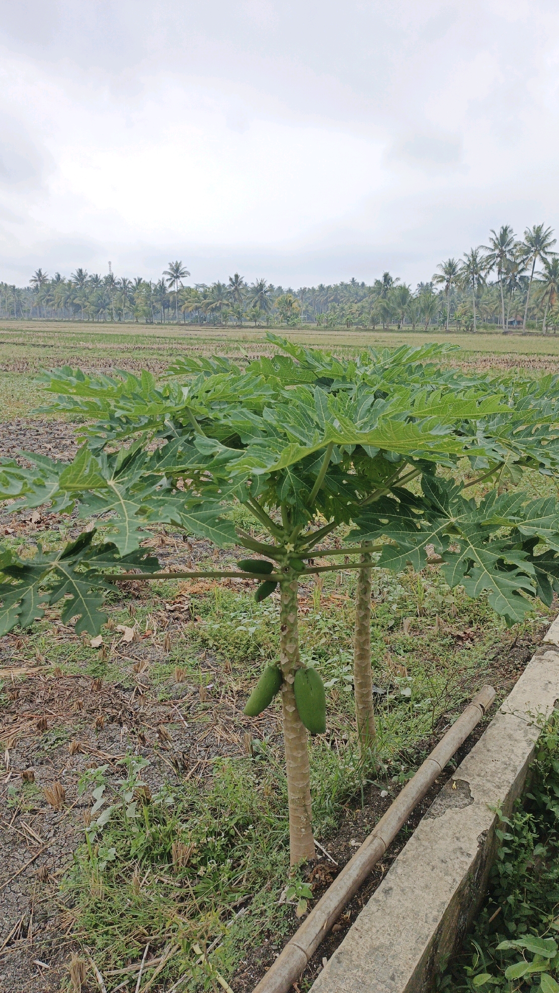 The image depicts a rural scene in Cintaratu, Indonesia. In the foreground, two young papaya trees with several green papayas are visible. The trees are planted in dry, patchy soil with some dry grass and straw scattered around. To the right, a concrete drainage channel runs along the edge of the scene, with a section of a bamboo pole lying within it.
In the mid-ground, a harvested rice field stretches out, appearing to be muddy and uneven. Beyond the rice field, a dense line of palm trees forms the horizon, suggesting a tropical landscape. The sky is overcast and grey, contributing to a subdued lighting condition. There are no people or animals present in the image.