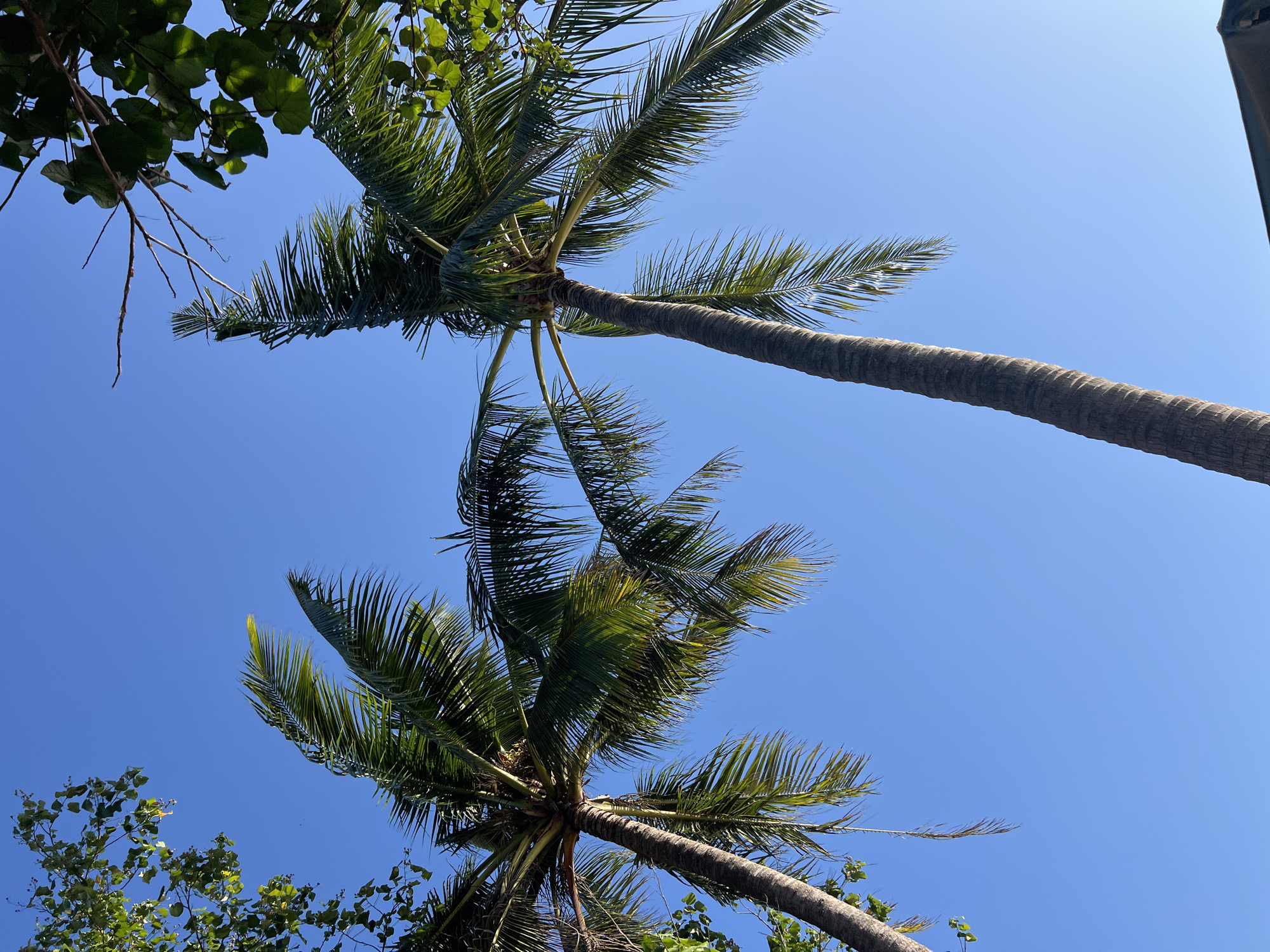 The image shows a clear blue sky with the fronds of two palm trees reaching upwards. To the left, the upper branches of another tree with green leaves are visible. The trunks of the palm trees are textured and greyish-brown, with one trunk on the right appearing closer and larger in the frame. The scene suggests an outdoor environment, likely in a tropical location. The image was captured in Kuta, Indonesia, as indicated by the context. There are no people or animals visible in the frame. The overall impression is one of a bright, sunny day with lush tropical vegetation against a serene sky.