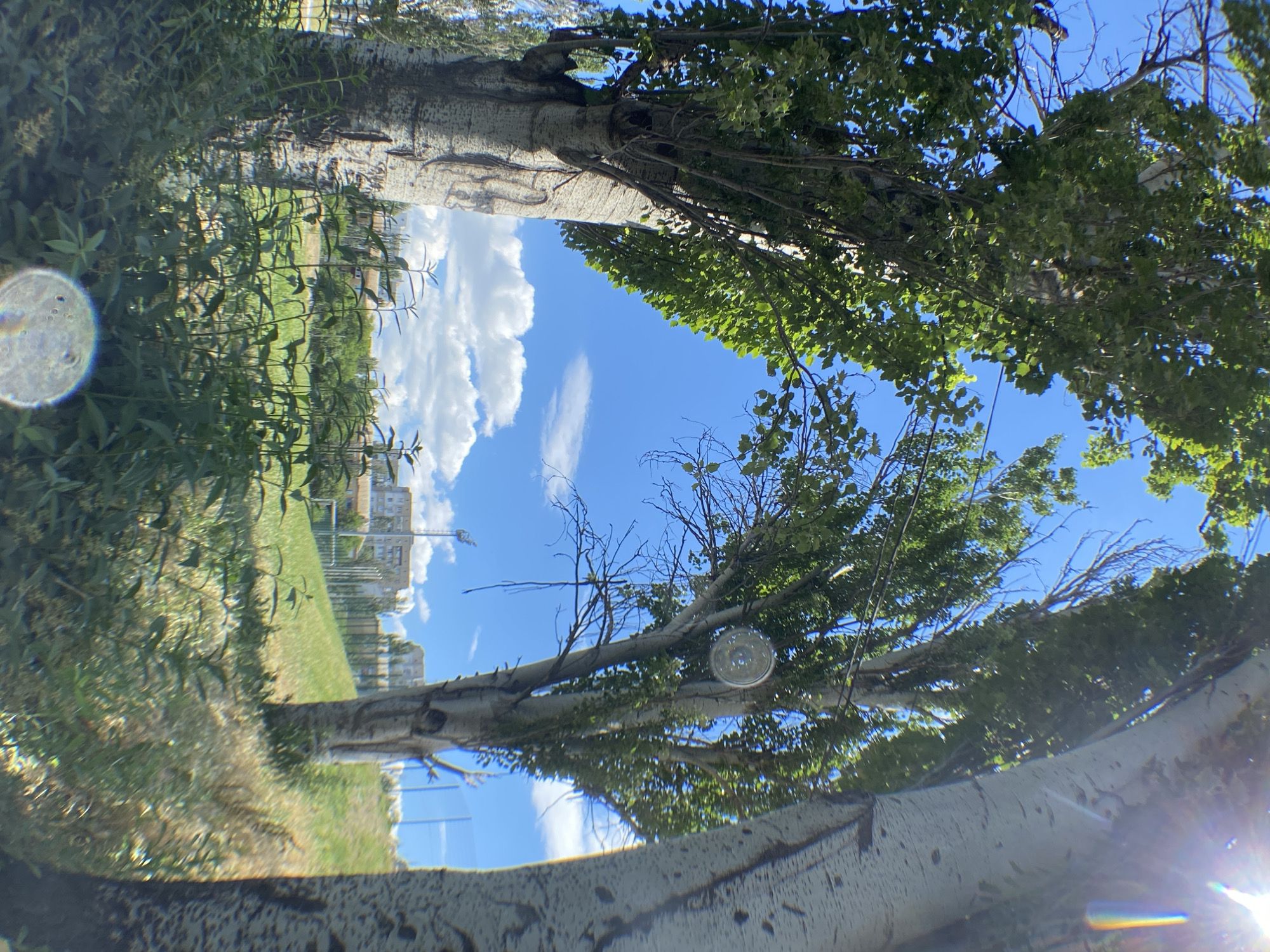 A wide-angle, low-angle outdoor shot captures a vibrant daytime scene with a clear blue sky punctuated by fluffy white clouds. Three large trees with textured, pale bark and lush green foliage dominate the foreground, framing a view of a grassy field in the mid-ground. The field slopes gently upwards and is dotted with scattered green plants. In the background, several buildings, some appearing to be apartment complexes, are visible, along with a fence and what looks like a sports field. The sun shines brightly, creating a lens flare in the upper right corner and a circular glare on a glass object hanging from one of the trees.