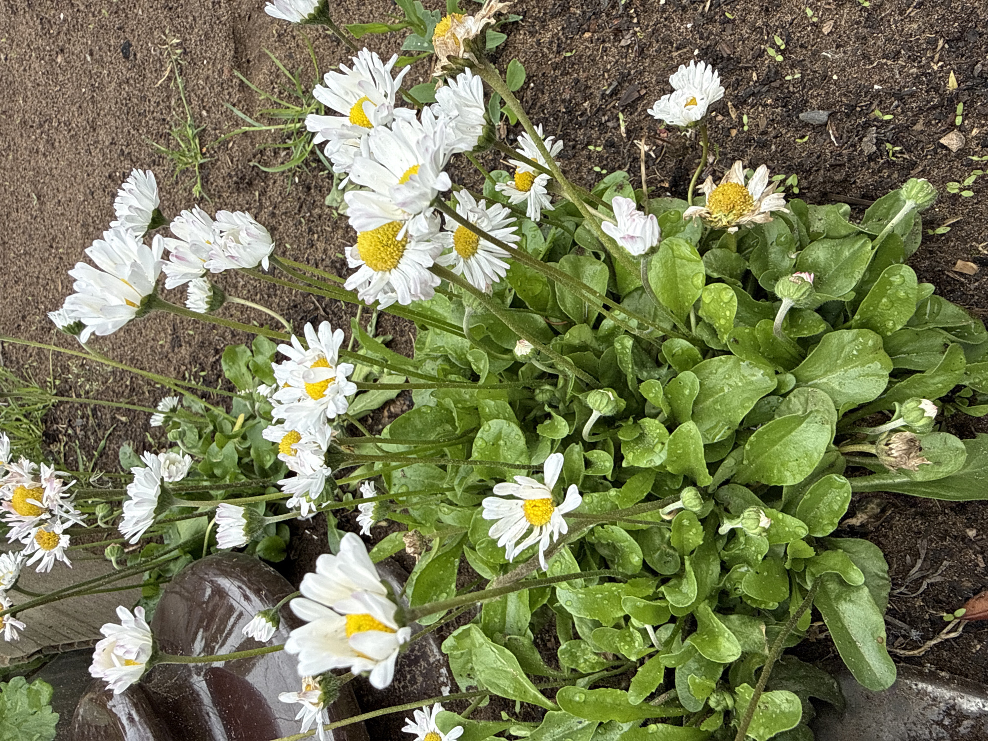 The image captures a vibrant patch of white and yellow daisies thriving in dark, moist soil in an outdoor garden setting. The flowers, possibly English daisies (Bellis perennis), feature numerous delicate white petals surrounding bright yellow centers. Many of the petals and the lush green leaves are speckled with small water droplets, indicating recent rain or watering.
The cluster of plants shows various stages of bloom, with some flowers fully open and radiant, while others appear slightly wilted or past their prime. Several tightly closed flower buds are also visible among the dense foliage, promising future blooms. The leaves are predominantly dark green and glossy from the moisture.
The ground around the flowers consists of rich, dark brown soil, with a few sparse green shoots and small debris visible. In the lower left section, a dark, reflective, curved object, possibly part of a planter or garden edging, is partially obscured by the foliage. The lighting appears soft and diffused, characteristic of an overcast day, without harsh shadows. There are no people or visible text in the image.