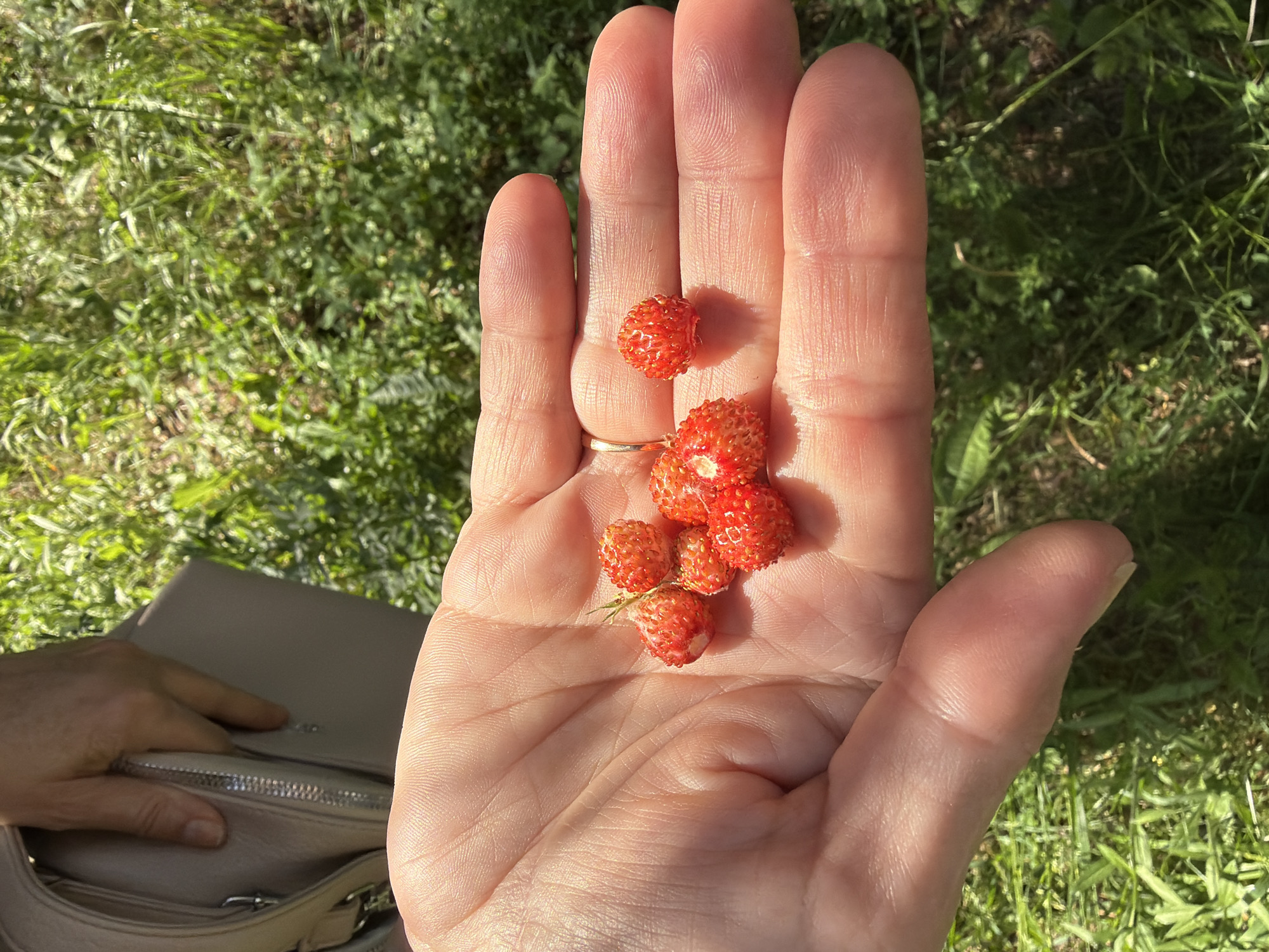 In an outdoor scene, a person's open palm is presented in the foreground, displaying a small collection of ripe wild strawberries. The hand, displaying visible lines and texture, is lightly tanned and holds approximately seven small, red, conical-shaped berries. These berries are dotted with tiny seeds, and some exhibit a light green calyx at their apex. The background is softly blurred, showing an abundance of green foliage, characteristic of a natural, grassy environment. In the upper left corner of the image, a portion of a light-colored handbag is visible, with a zipper detail and a hint of a person's hand holding it. The lighting suggests a sunny day, casting gentle shadows on the hand and highlighting the vibrant color of the strawberries.
