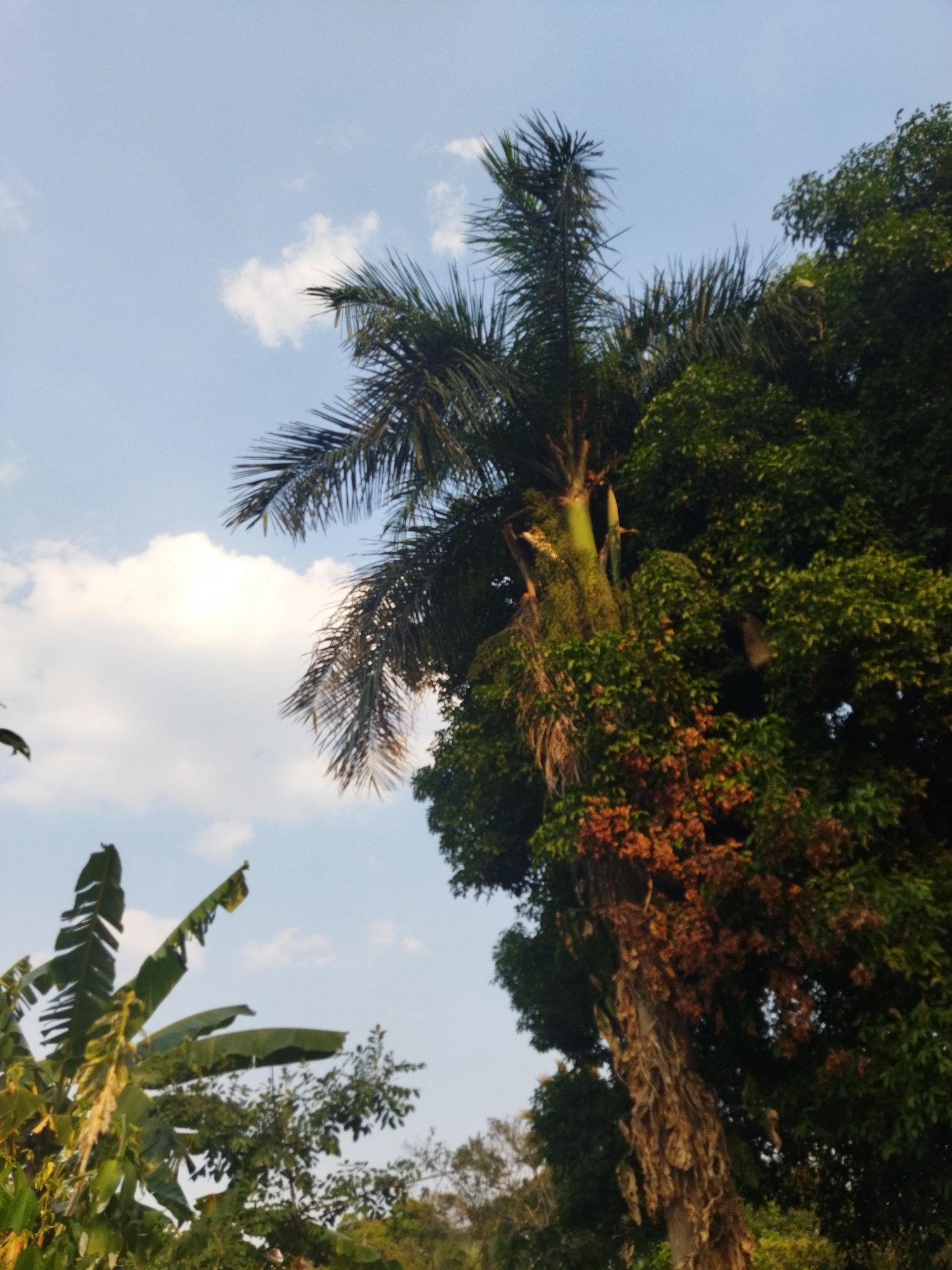 The image displays an outdoor environment, specifically a dense arrangement of foliage and sky, located in Tinaquillo, Venezuela. The upper portion of the frame features a light blue sky with scattered white cumulus clouds. Dominating the right half of the image is a tall, mature tree, likely a palm, with dark green, spiky fronds extending upwards and to the right. Its trunk, partially visible, exhibits a rough, textured appearance with dried, light brown material and is densely covered with other smaller green plants and some reddish-brown, possibly decaying, foliage. In the lower left quadrant, large, broad green leaves characteristic of a banana plant are clearly visible. Additional green foliage from various trees and bushes fills the background and lower areas. No human subjects, animals, man-made objects, or discernible actions or interactions are present in the scene. The lighting indicates daylight conditions.